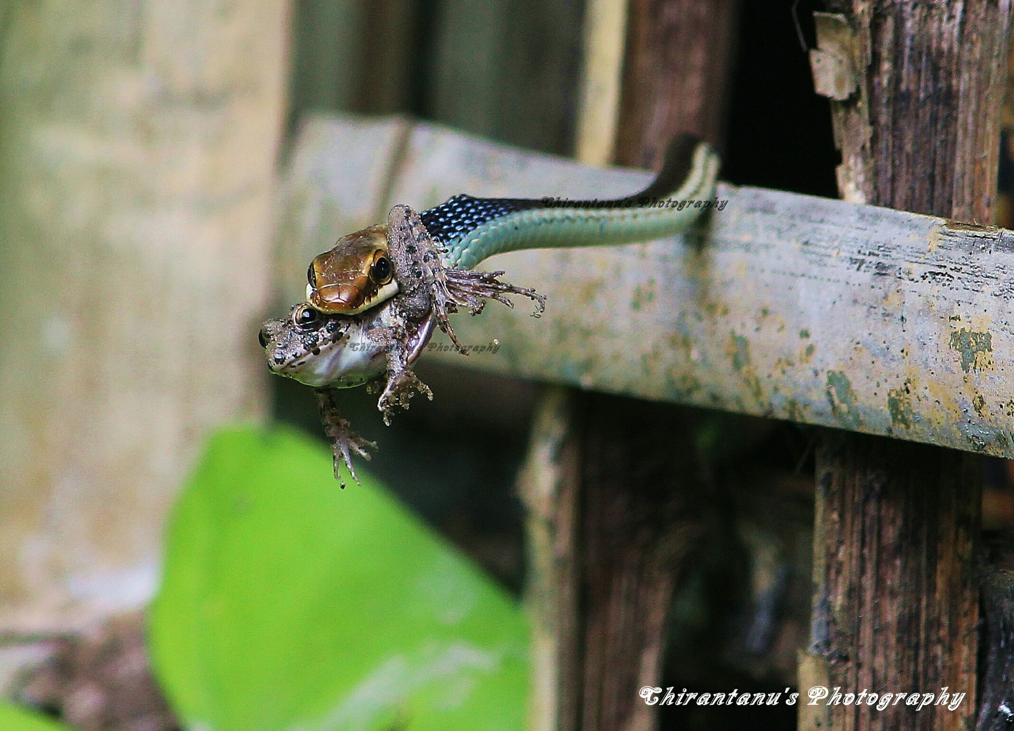 Canon EOS 1200D (EOS Rebel T5 / EOS Kiss X70 / EOS Hi) sample photo. The hunt photography