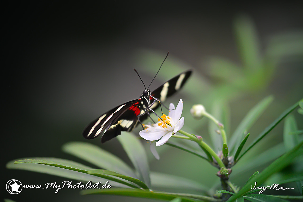 Sigma 150mm F2.8 EX DG Macro HSM sample photo. Schmetterlinge photography