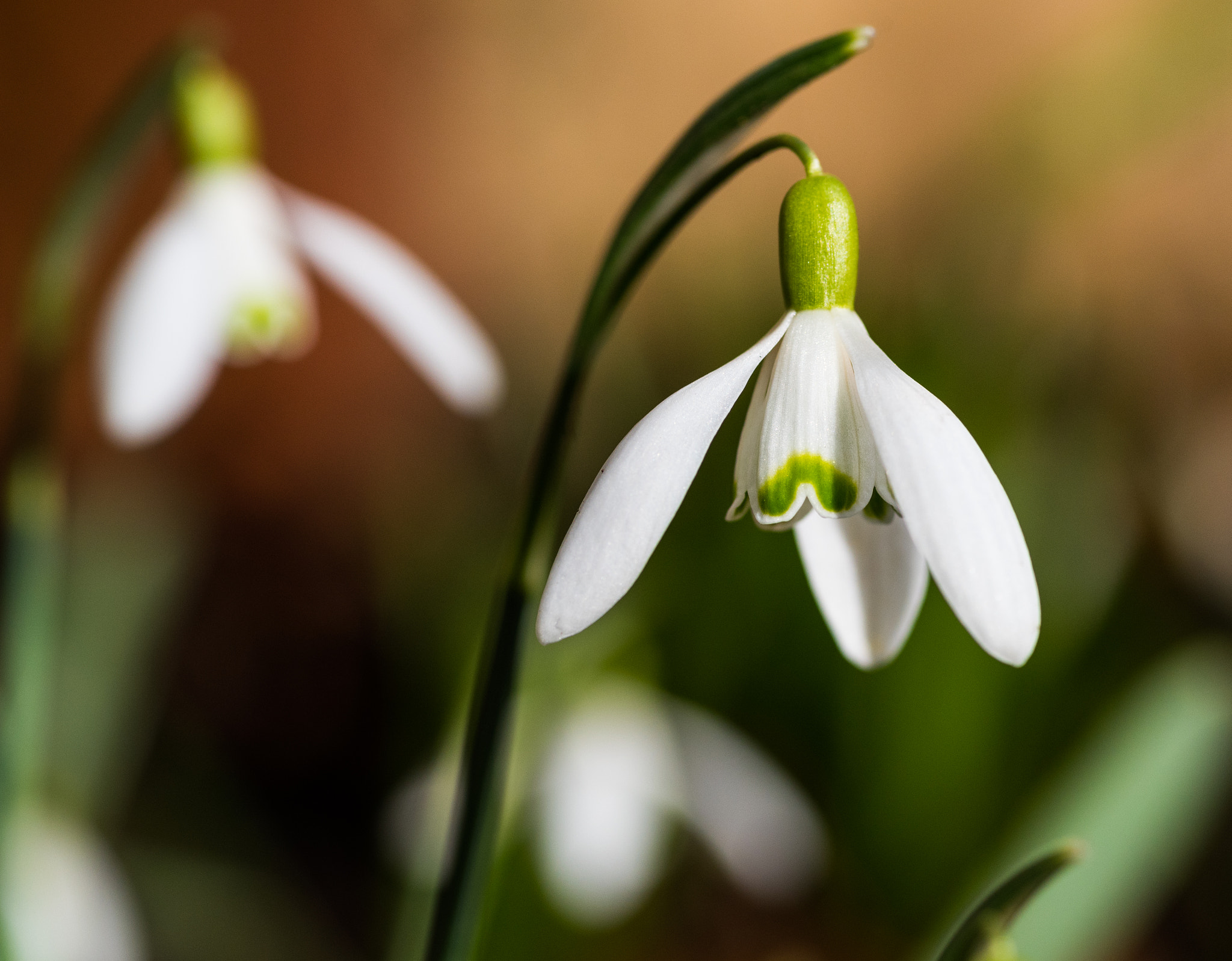Tokina AT-X Pro 100mm F2.8 Macro sample photo. Signs of spring photography