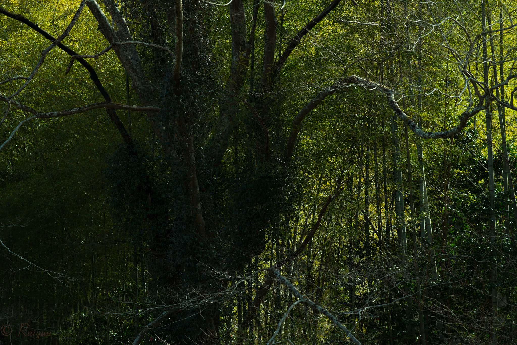 Nikon D800E + ZEISS Apo Sonnar T* 135mm F2 sample photo. Dsc_8241-1 photography