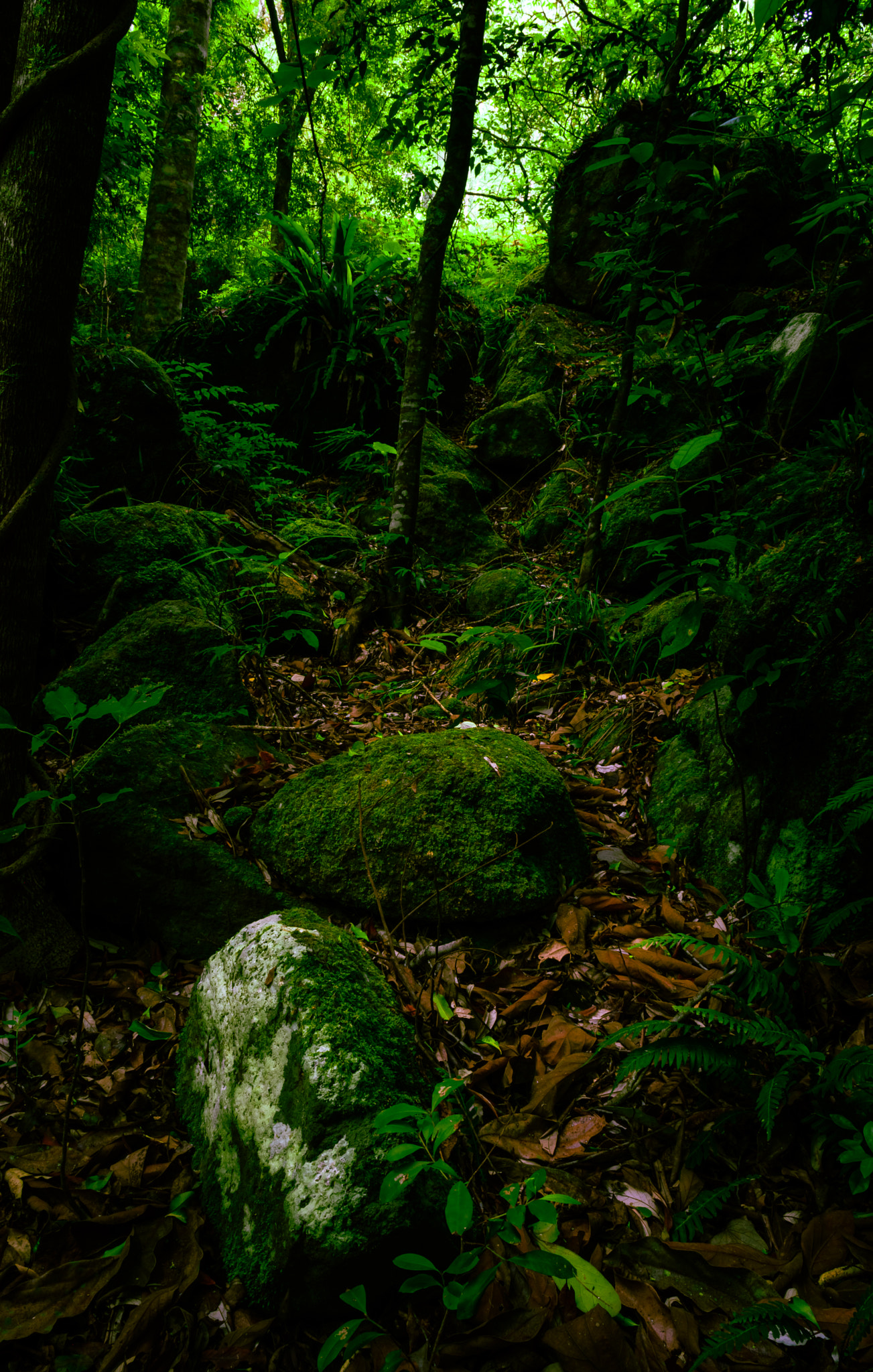 Nikon D5200 + Nikon AF-S DX Nikkor 17-55mm F2.8G ED-IF sample photo. Rainforest garden photography
