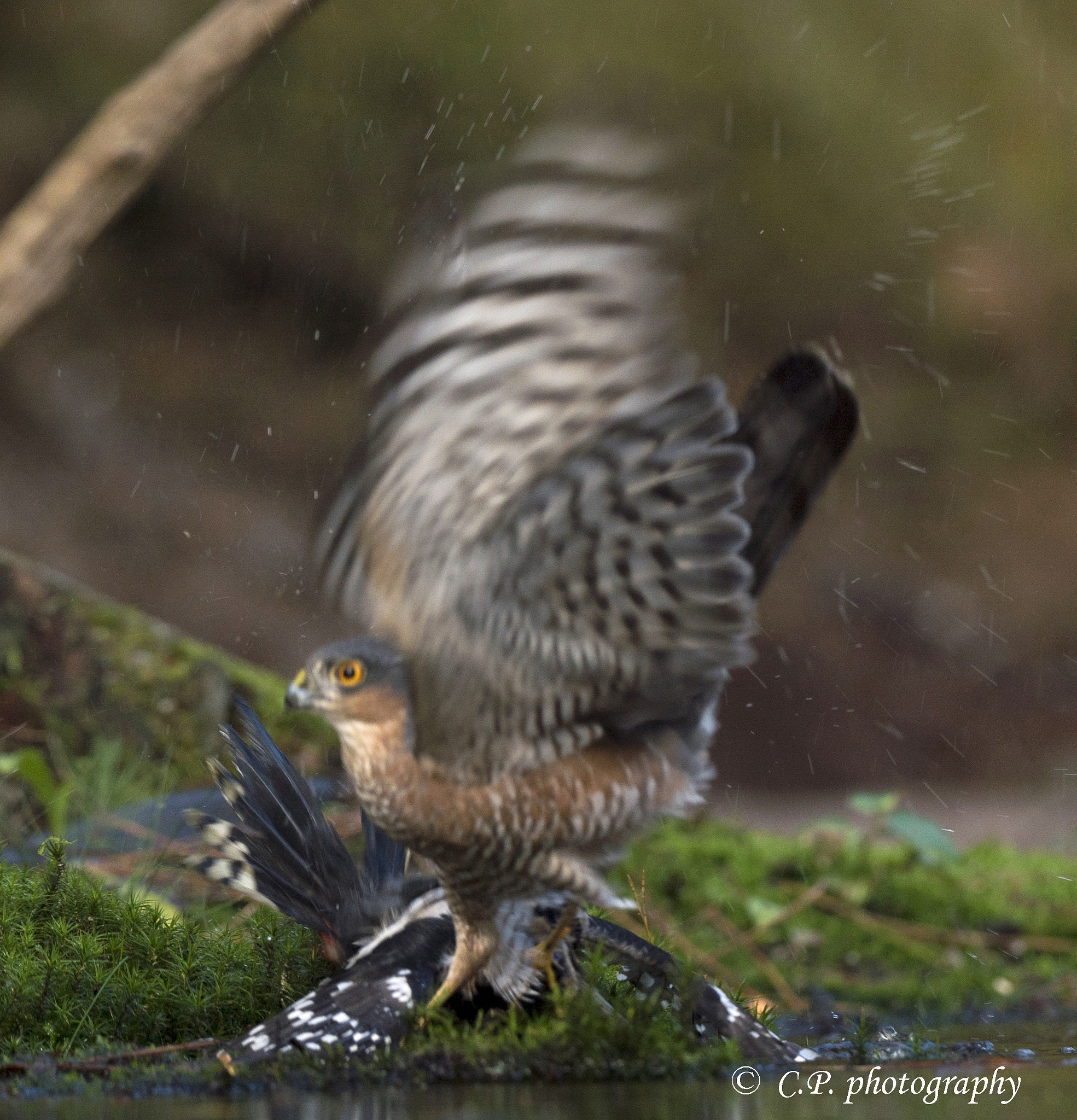 Sony a7S + Tamron SP 150-600mm F5-6.3 Di VC USD sample photo. A sparrow-hawk that catch a woodpecker photography