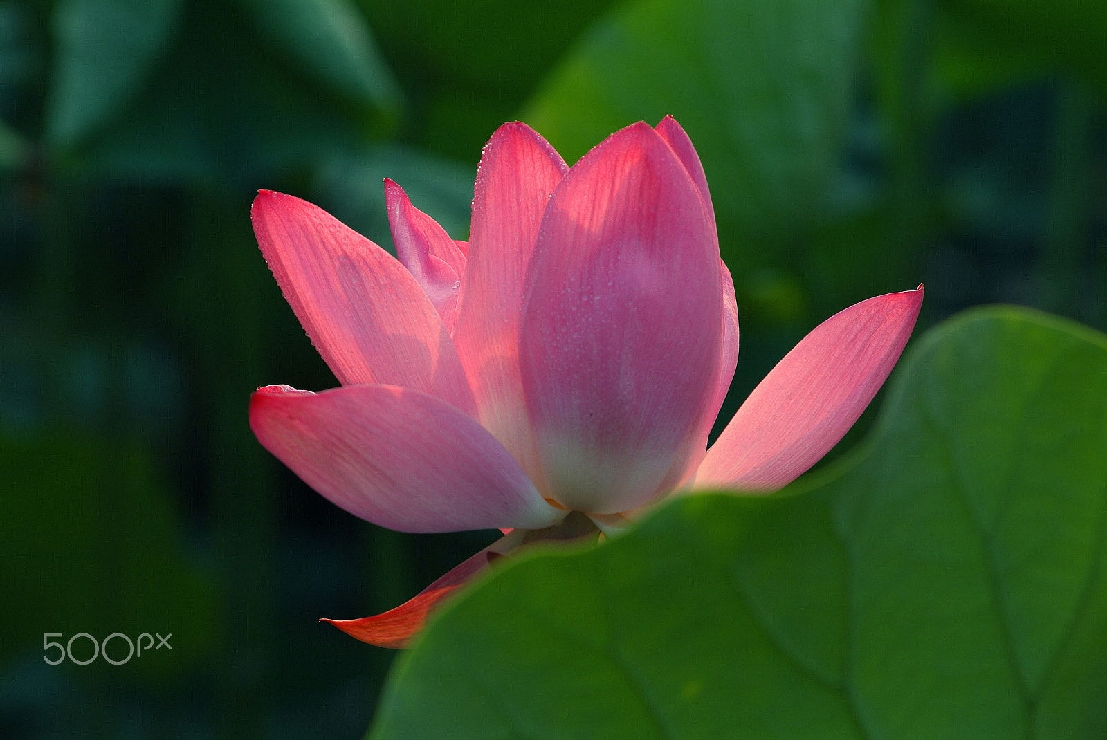 Fujifilm FinePix S2 Pro sample photo. 花,愛情,熱情,浪漫,優雅 photography