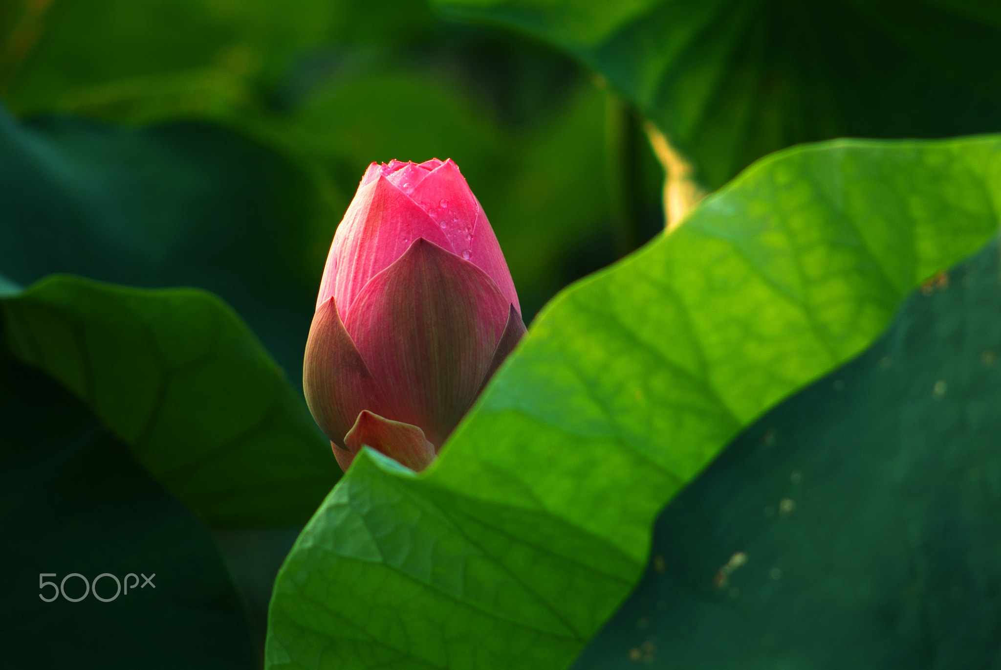 花,愛情,熱情,浪漫,優雅