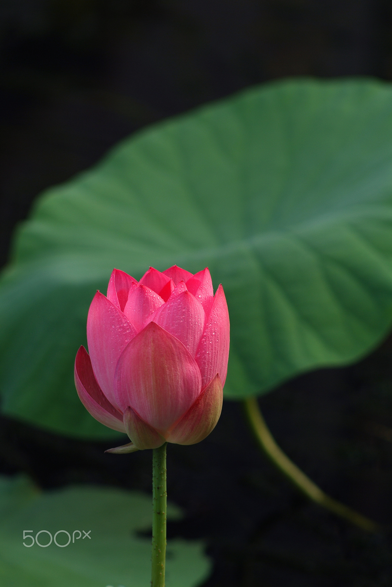 花,愛情,熱情,浪漫,優雅