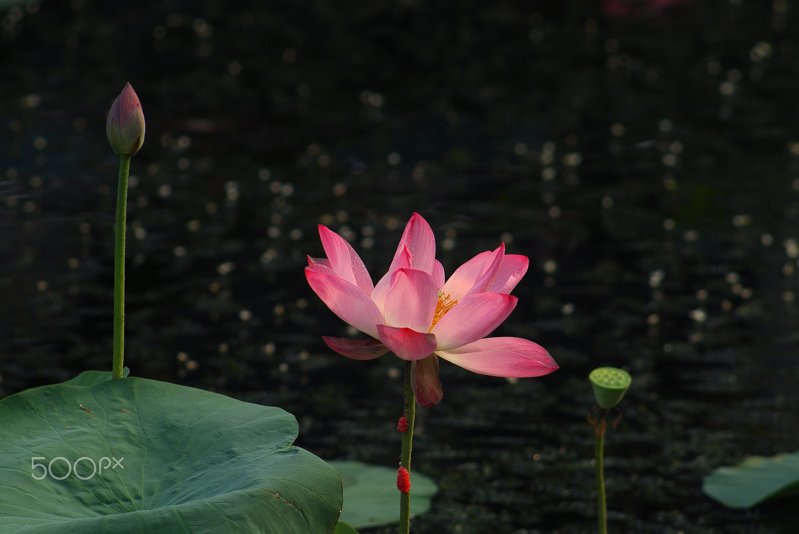 Fujifilm FinePix S2 Pro sample photo. 花,愛情,熱情,浪漫,優雅 photography