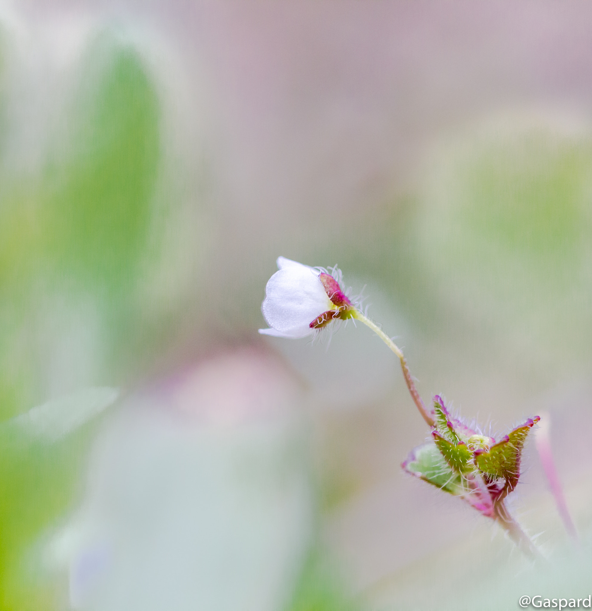 Canon EF 100mm F2.8L Macro IS USM sample photo. Idacouleur photography