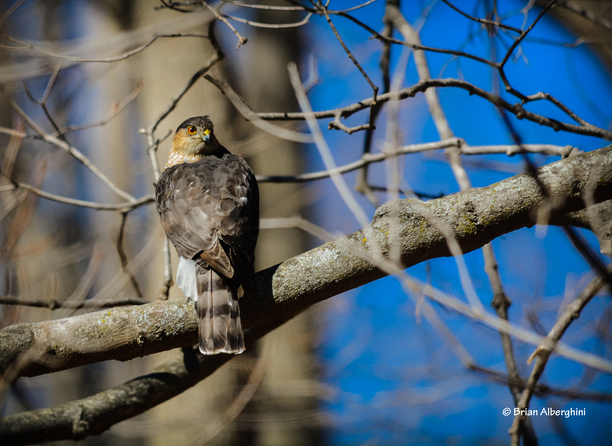 Sigma 150-500mm F5-6.3 DG OS HSM sample photo. I'll get you my pretty #2 photography