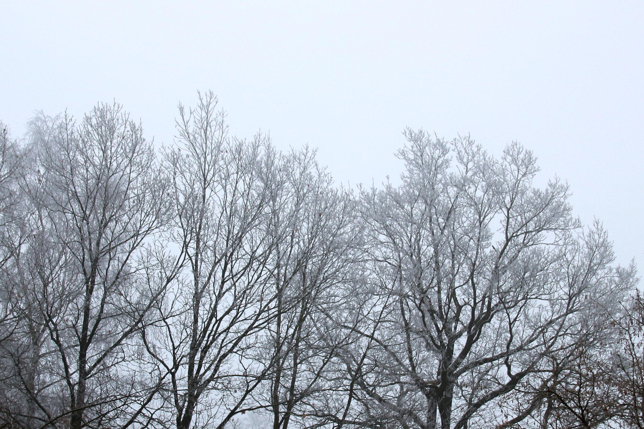 Sigma 18-250mm F3.5-6.3 DC OS HSM sample photo. Hoarfrost photography