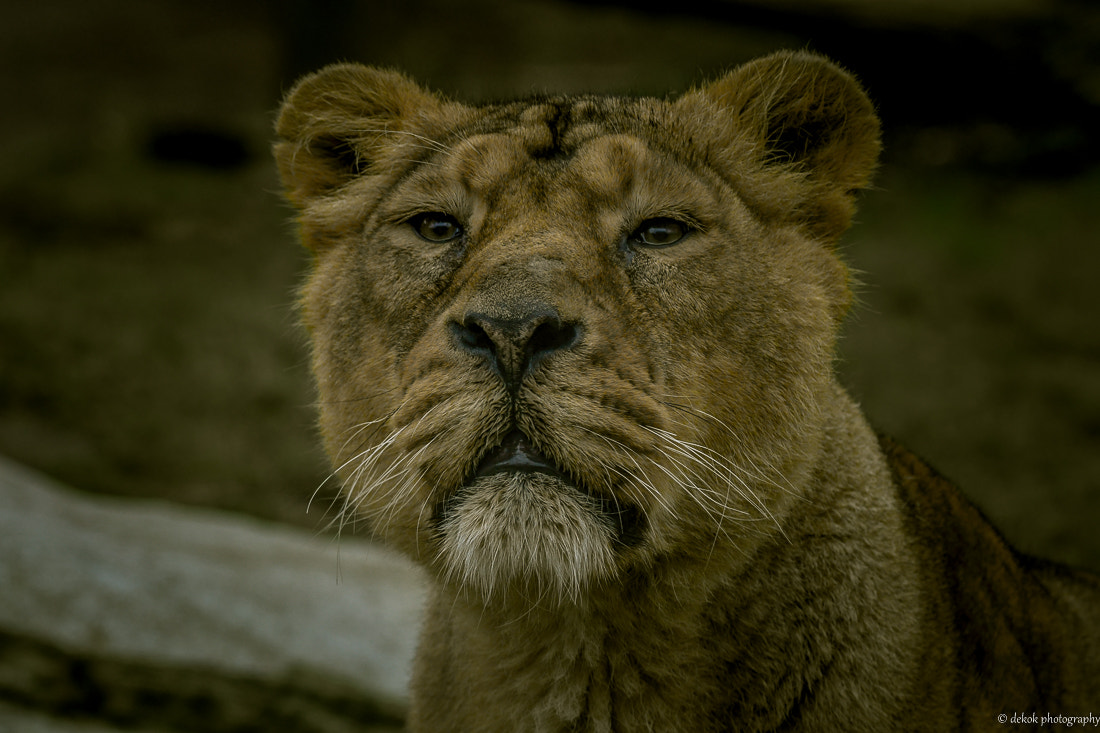 Nikon D500 sample photo. Asian lionnes photography