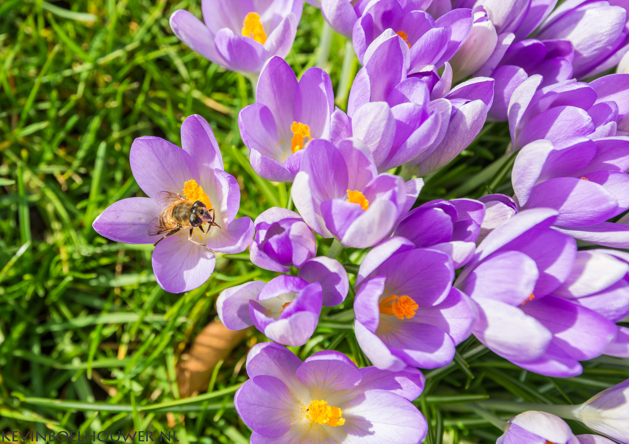 Nikon AF-S Nikkor 16-35mm F4G ED VR sample photo. Spring is coming !!! photography