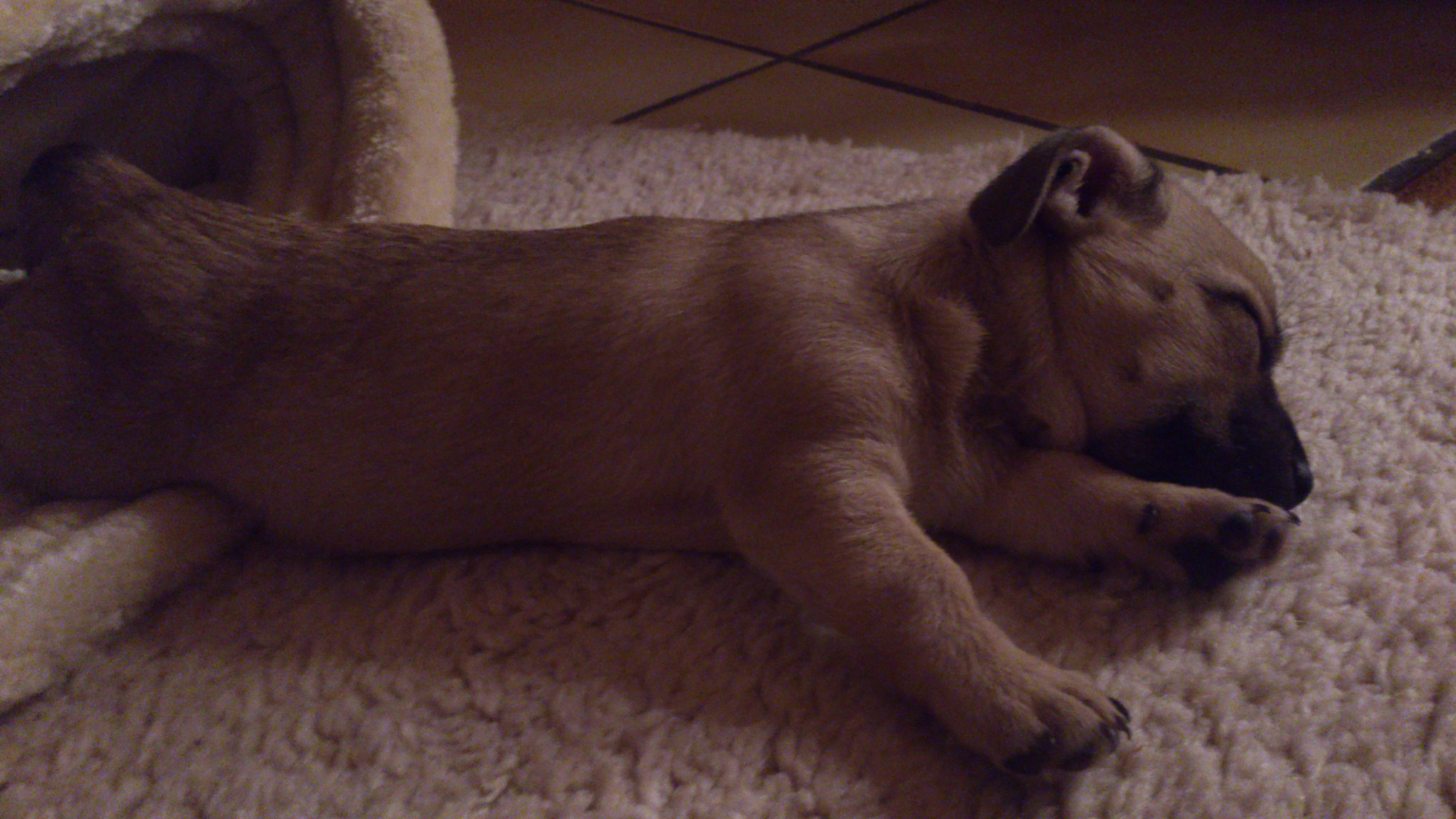 Sony Ericsson Xperia S sample photo. Sleeping_dog photography