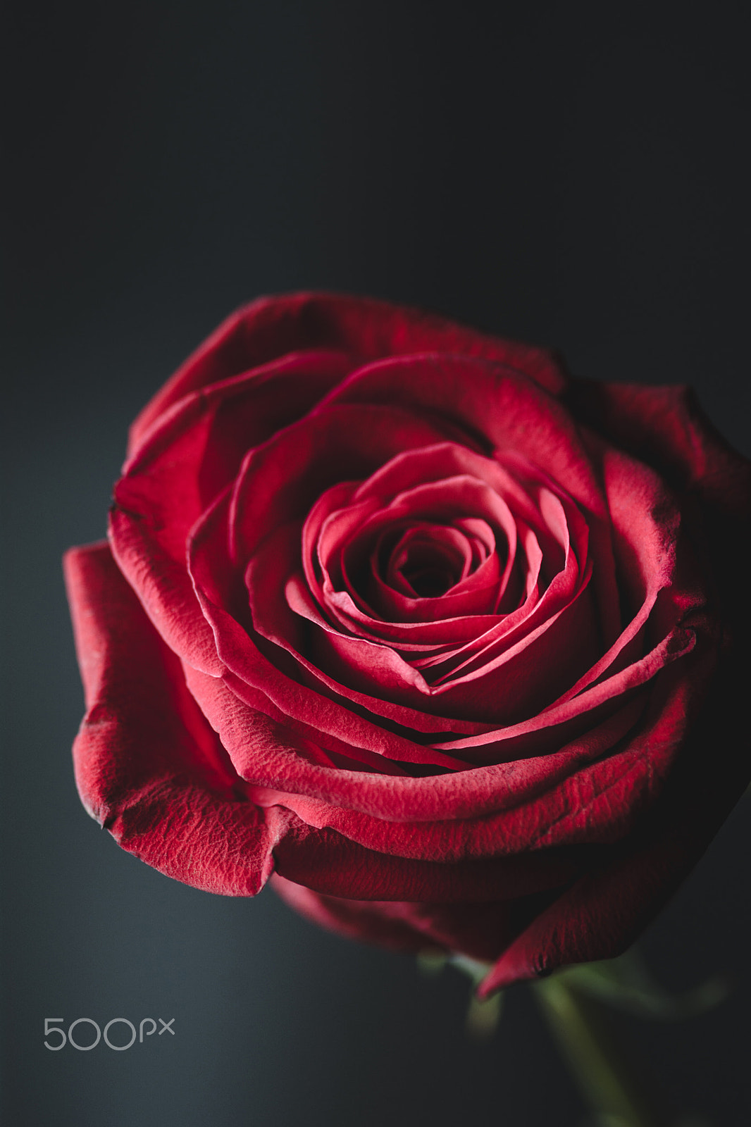 Nikon D7100 + Tokina AT-X Pro 100mm F2.8 Macro sample photo. Red rose photography