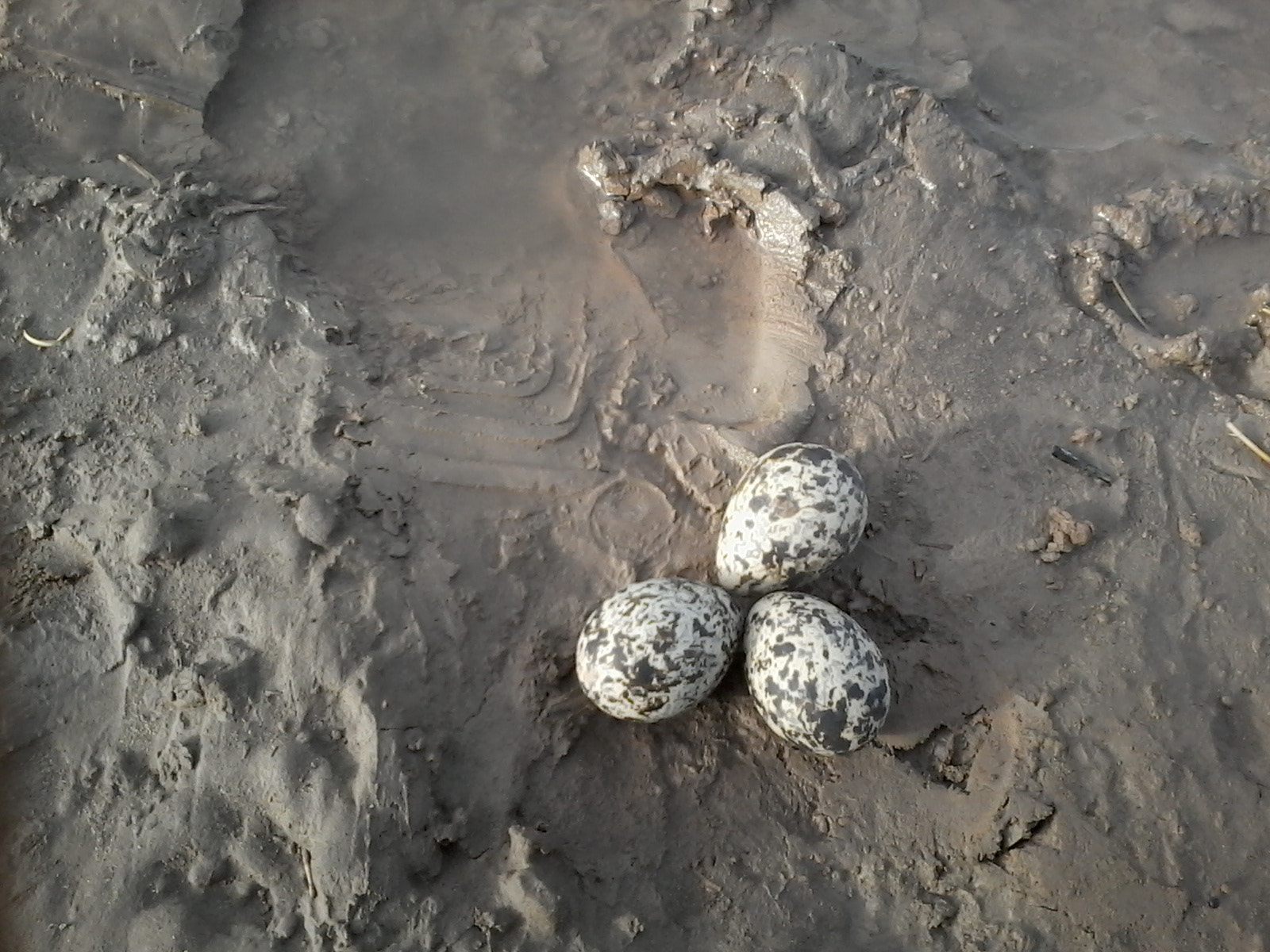 Samsung Galaxy Star Plus sample photo. Tern eggs photography