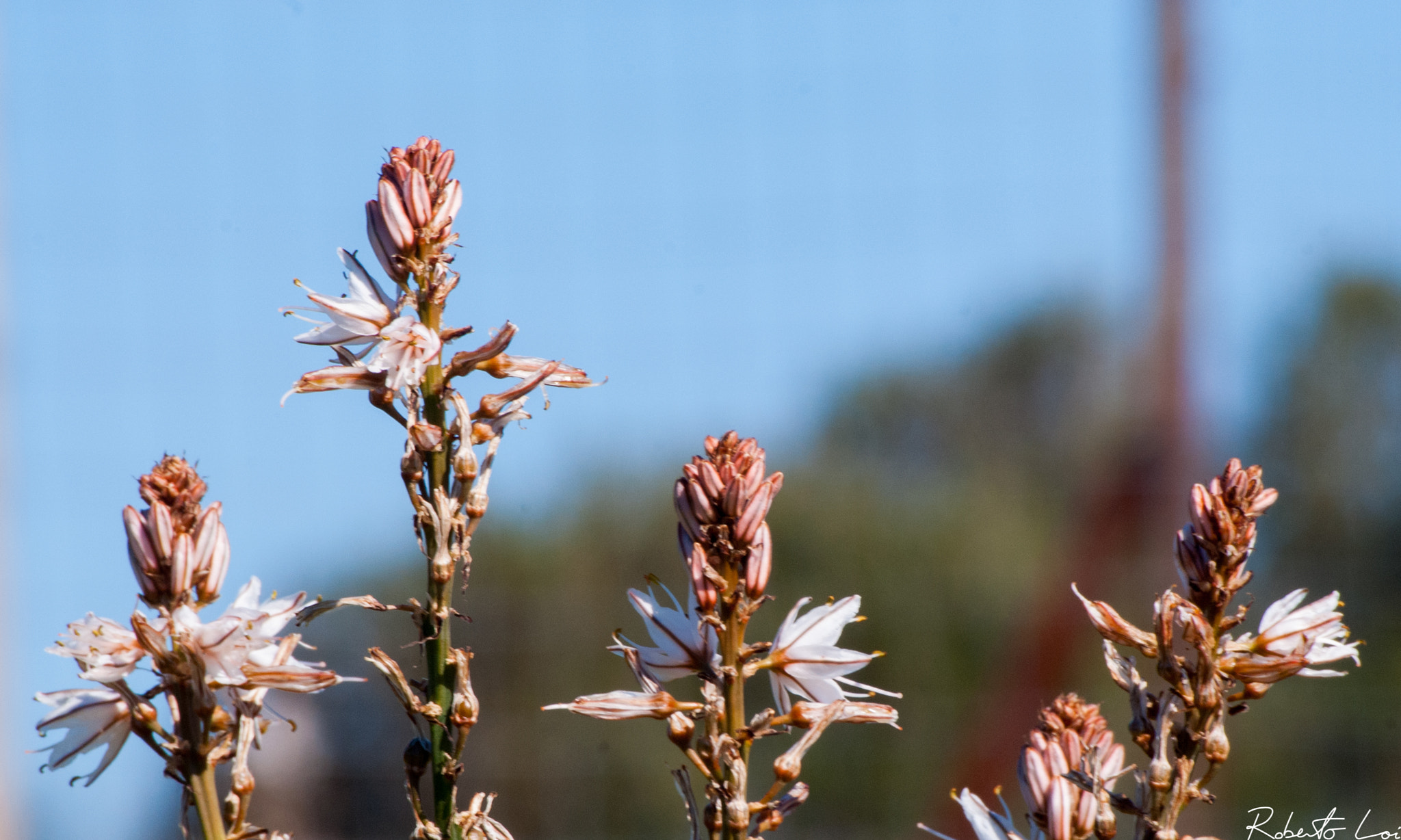 Sony 75-300mm F4.5-5.6 sample photo. Sinnai - la pineta - asfodelo "cardilloni" photography