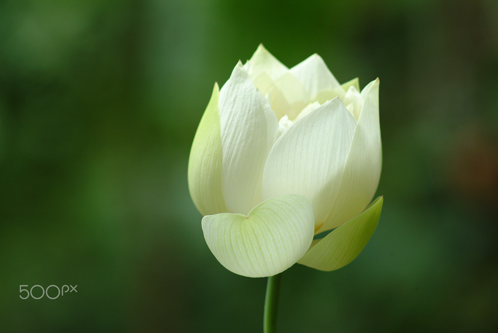 Fujifilm FinePix S2 Pro sample photo. 花,愛情,熱情,浪漫,優雅 photography