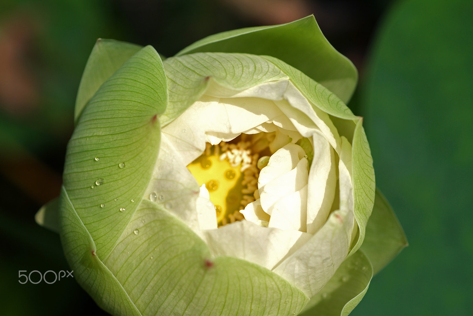 Fujifilm FinePix S2 Pro sample photo. 花,愛情,熱情,浪漫,優雅 photography
