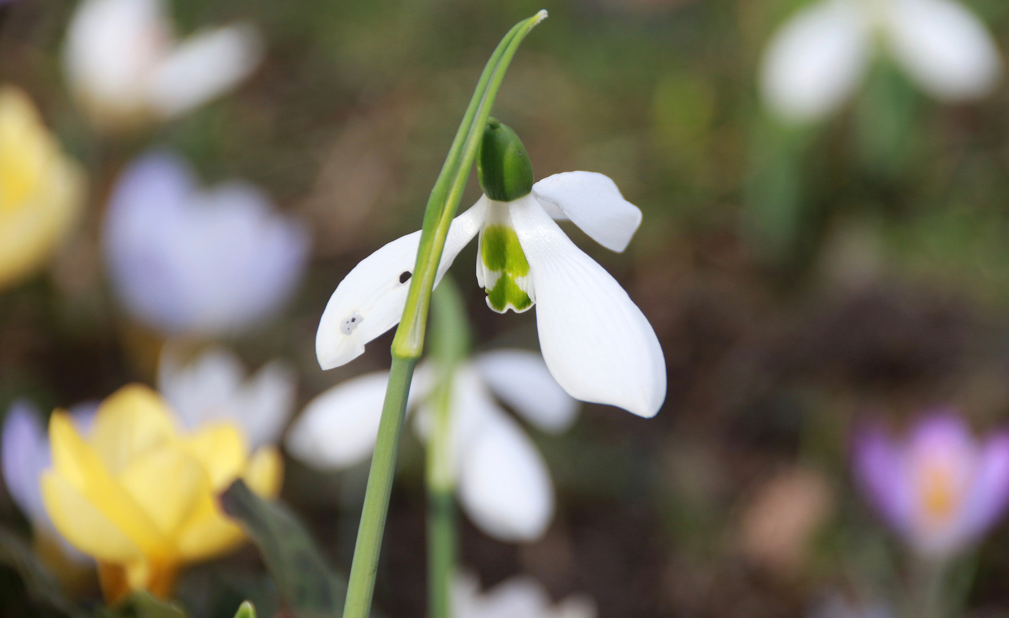 Canon EOS 7D Mark II + Sigma 18-250mm F3.5-6.3 DC OS HSM sample photo. Beauty look of spring photography