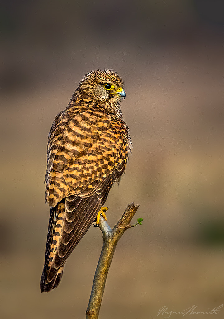 Nikon AF-S Nikkor 200-500mm F5.6E ED VR sample photo. Kestrel photography