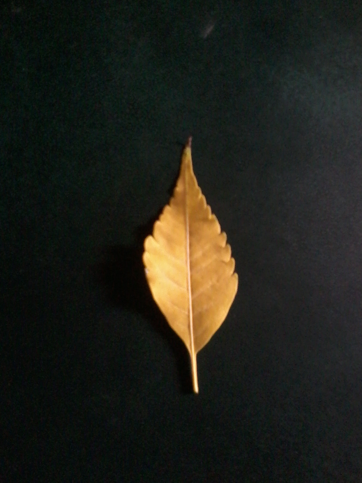 Samsung Galaxy Star Plus sample photo. Leaf photography