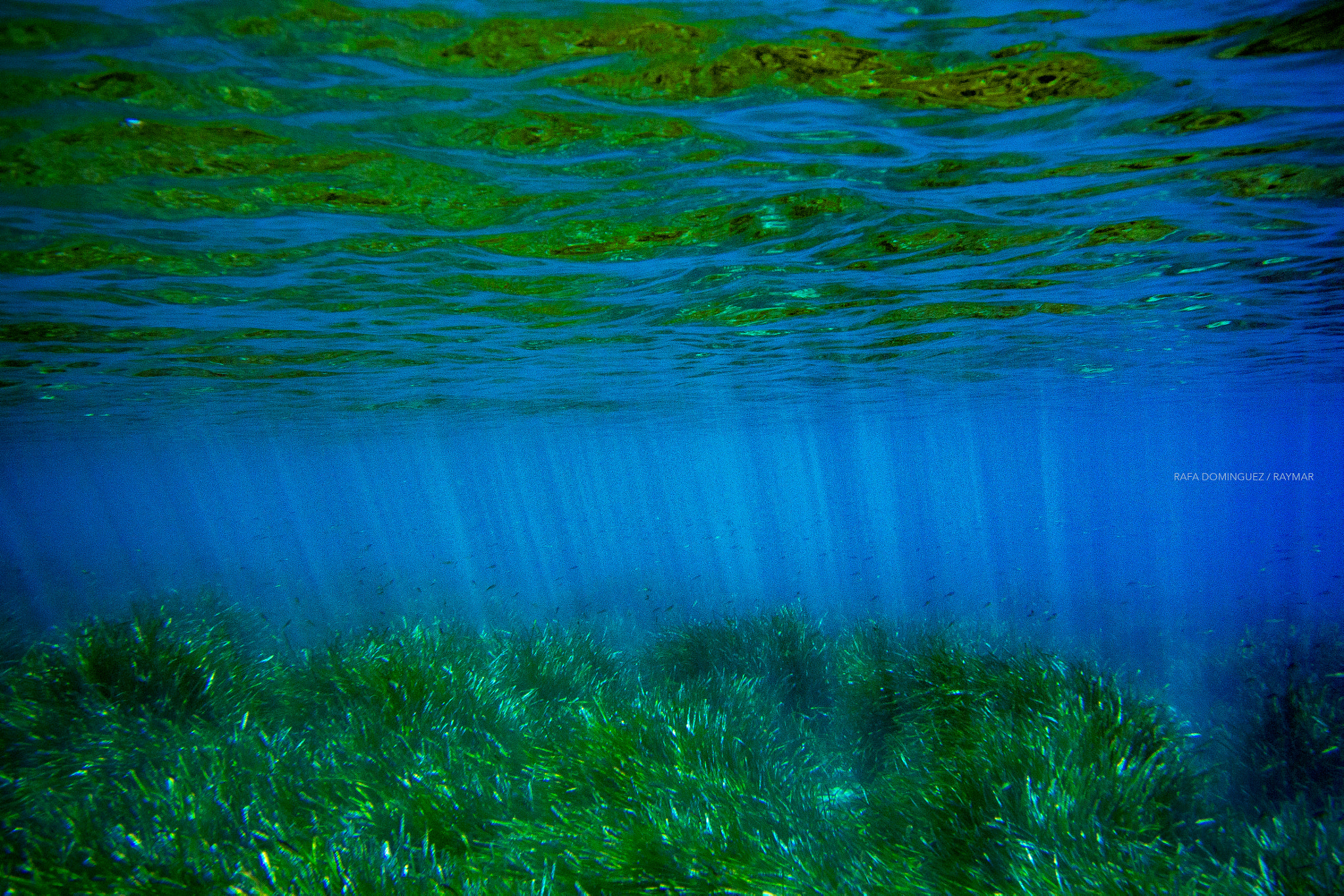 Nikon 1 Nikkor VR 10-30mm F3.5-5.6 sample photo. Sub-seascape photography