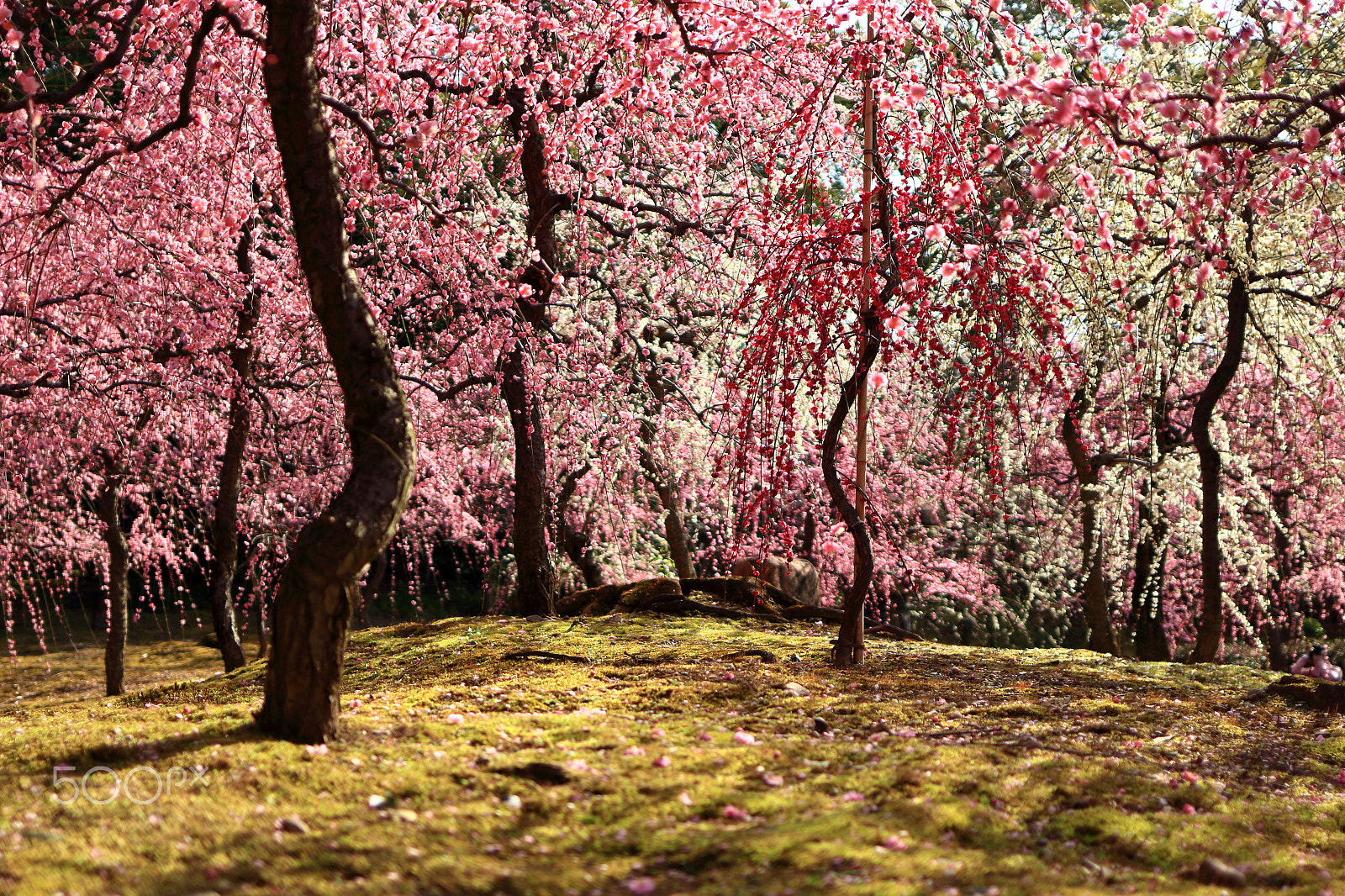 Canon EF 35mm F2 IS USM sample photo. Weeping plum photography