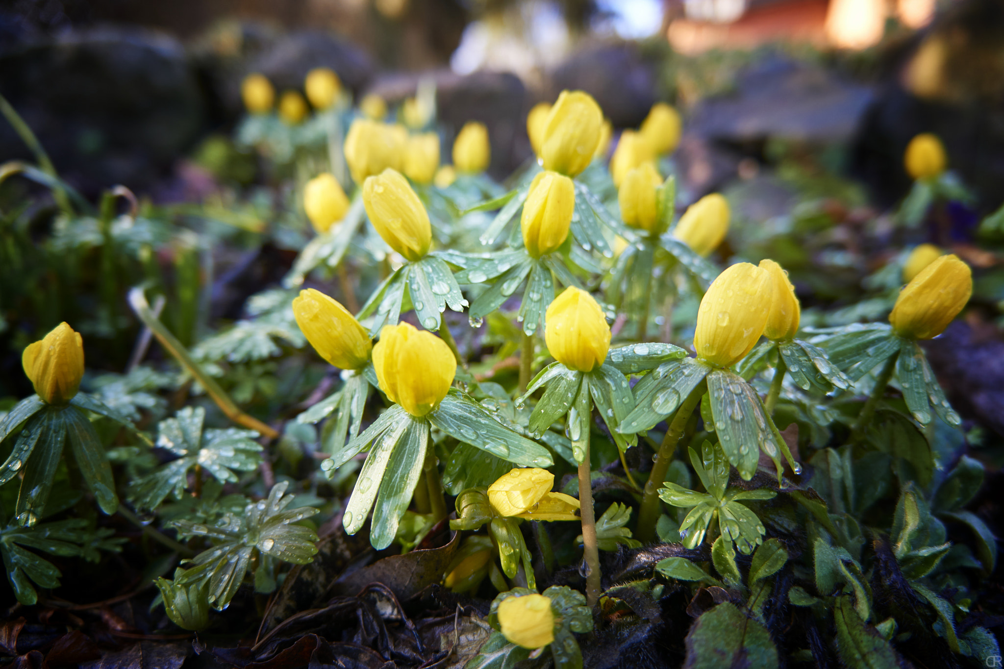 Sony E 18-55mm F3.5-5.6 OSS sample photo. Winterlinge photography