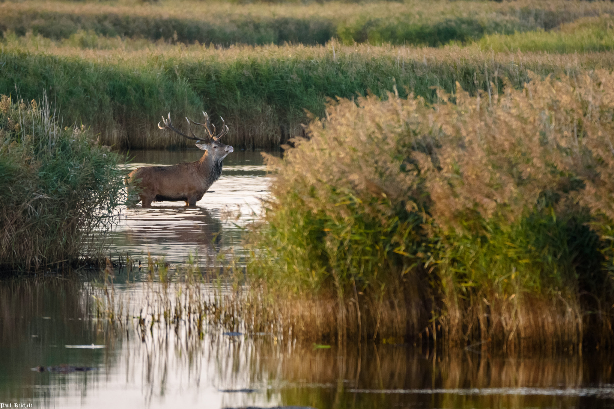 Sigma 150-600mm F5-6.3 DG OS HSM | S sample photo. Rotwildbrunft 2016 photography