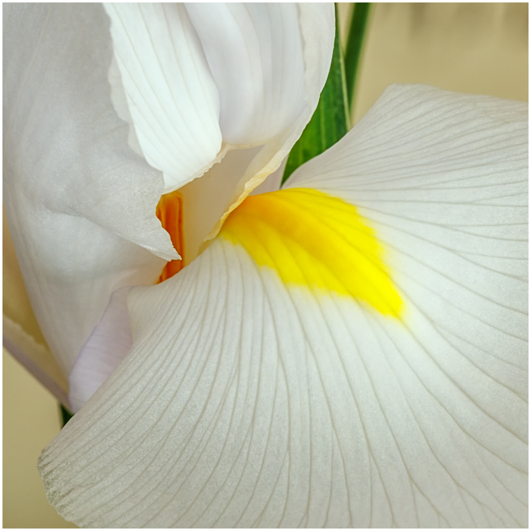 Canon EF 100mm F2.8L Macro IS USM sample photo. Iridaceae  white photography