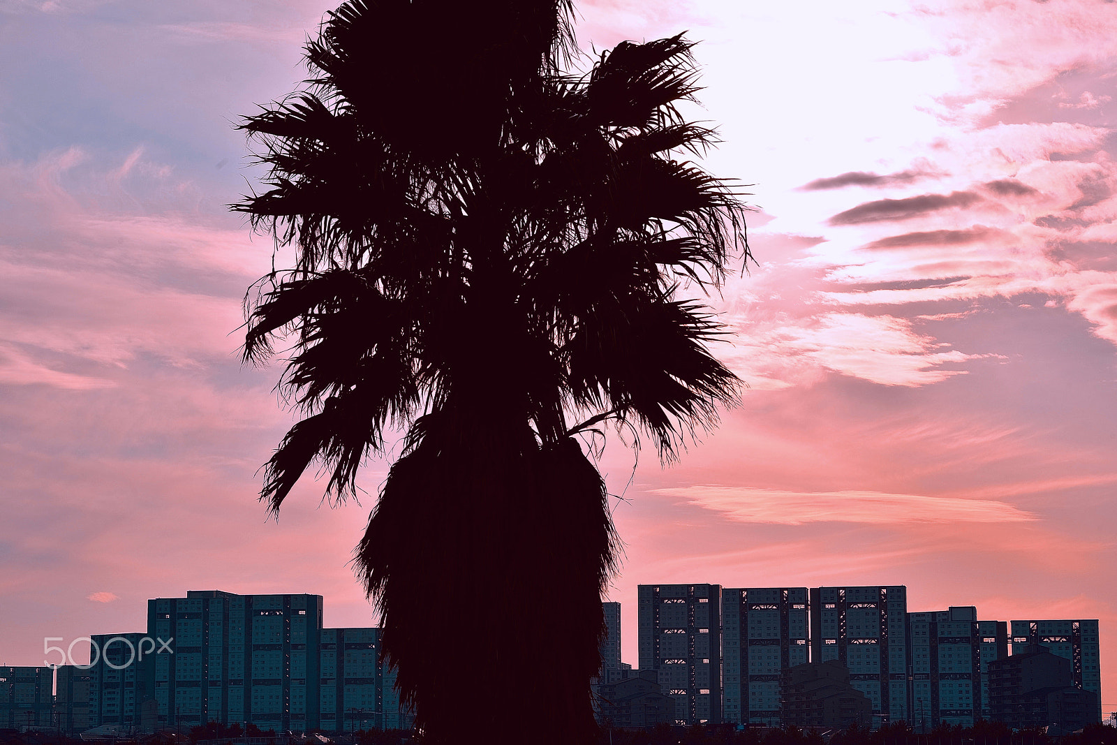 Nikon D800E sample photo. Palm tree and sunset photography