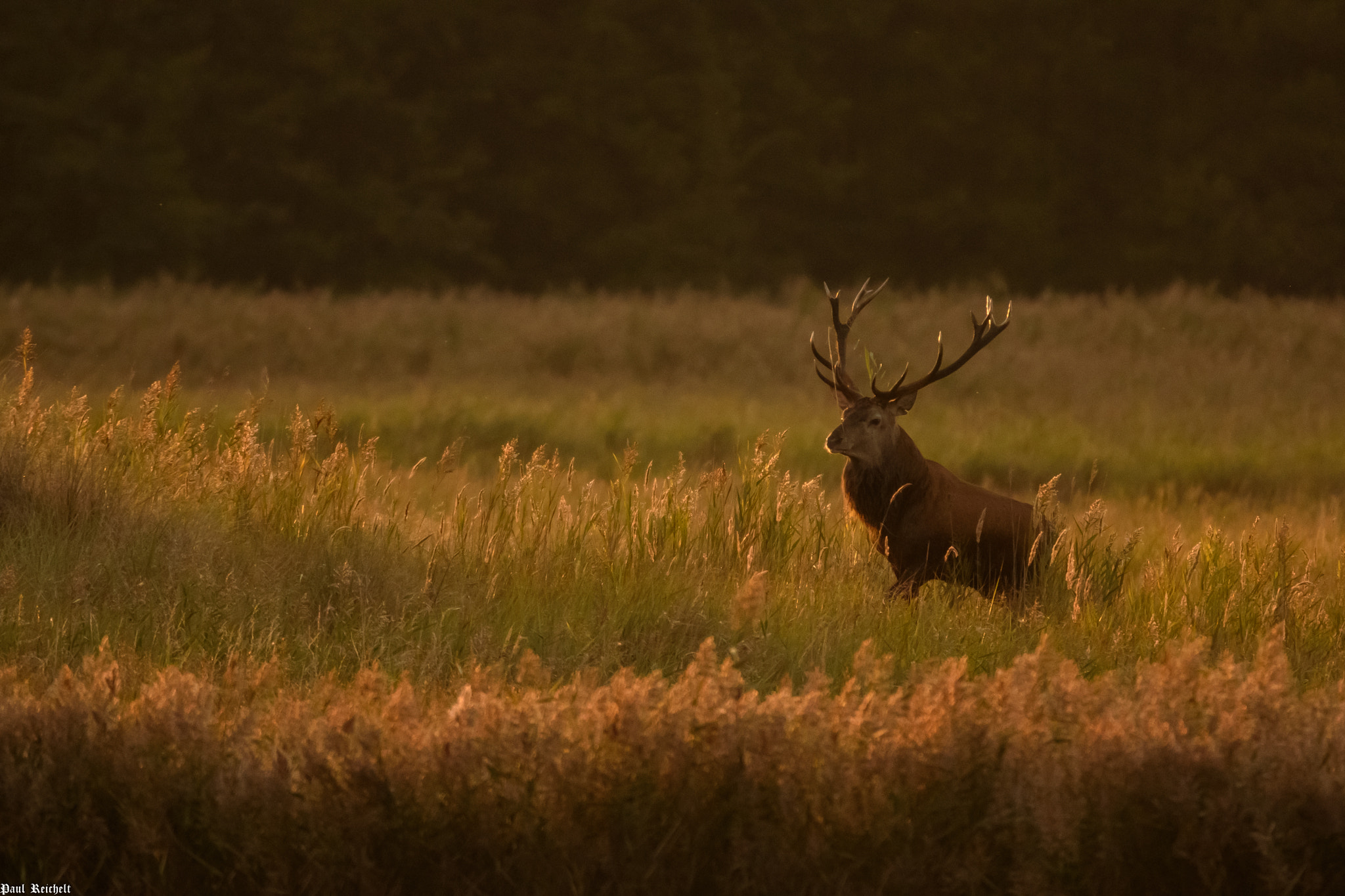 Sigma 150-600mm F5-6.3 DG OS HSM | S sample photo. Rotwildbrunft 2016 photography