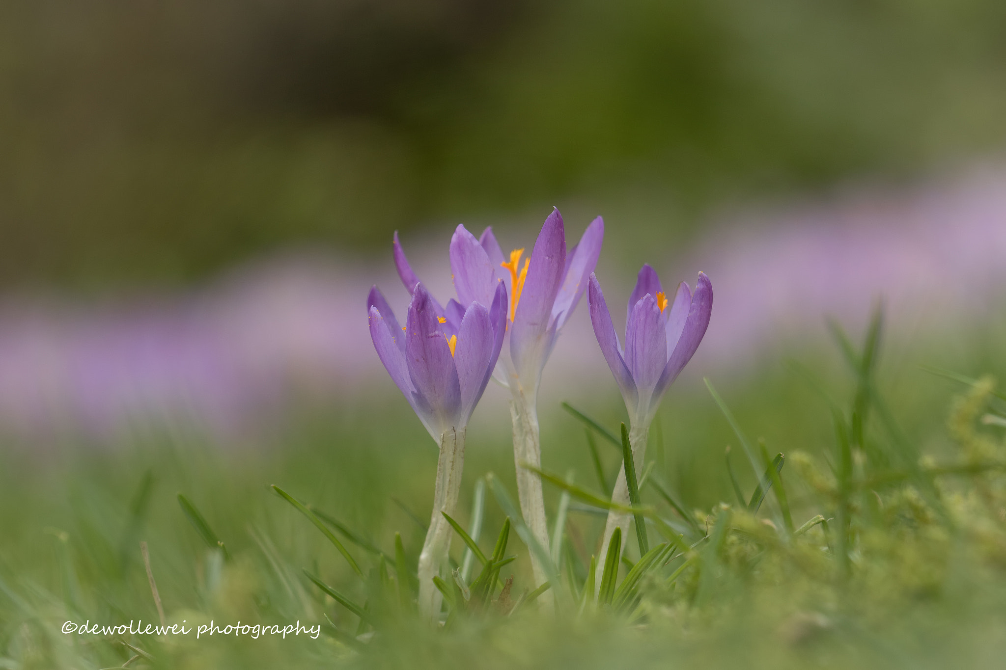 Canon EF 100mm F2.8 Macro USM sample photo. It's begining a bit to look as spring photography
