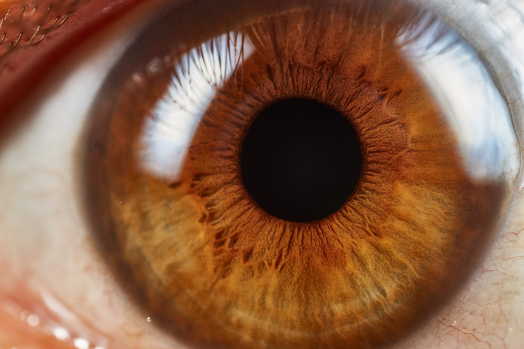 Canon MP-E 65mm F2.5 1-5x Macro Photo sample photo. Deep look photography
