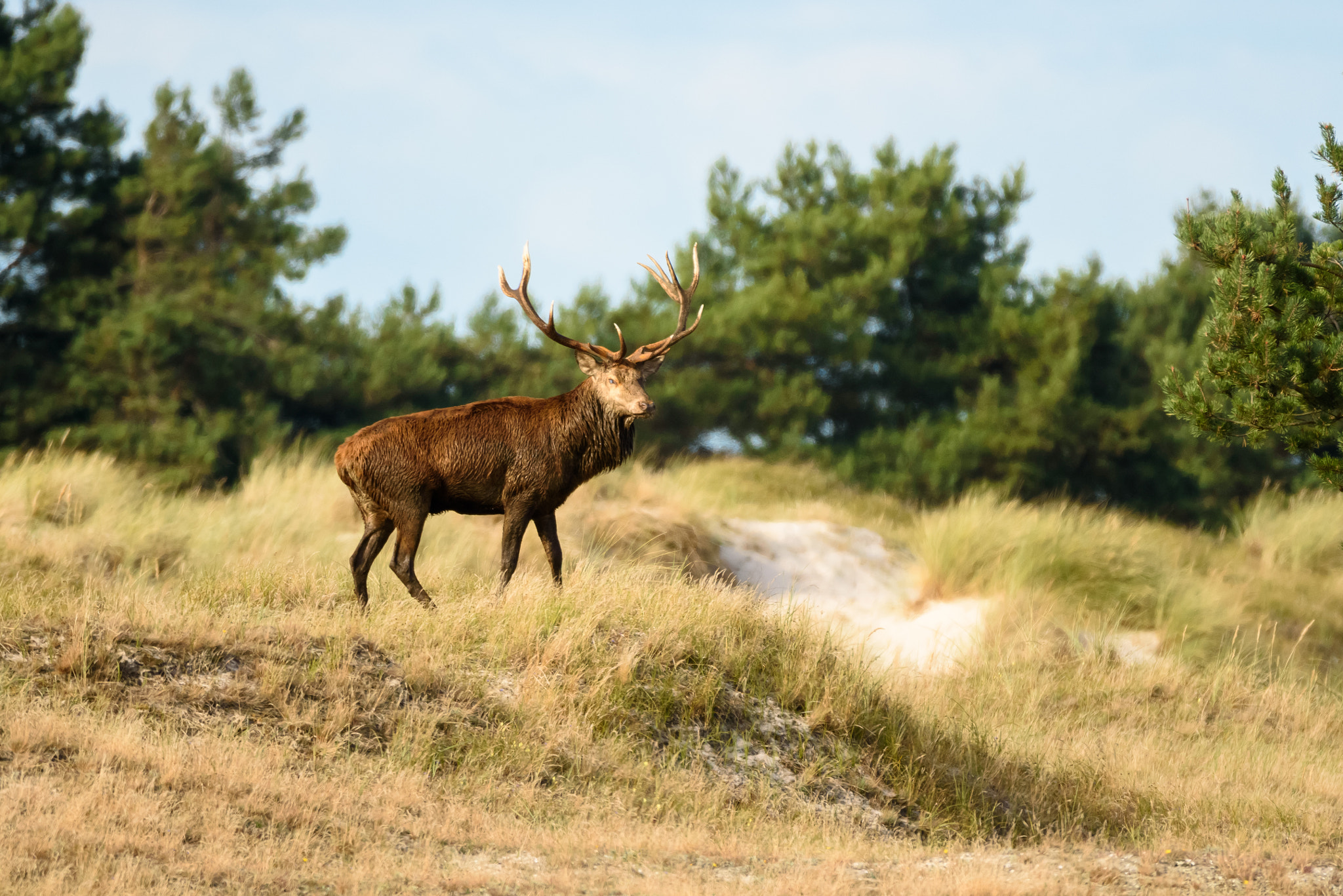 Sigma 150-600mm F5-6.3 DG OS HSM | S sample photo. Rotwildbrunft 2016 photography
