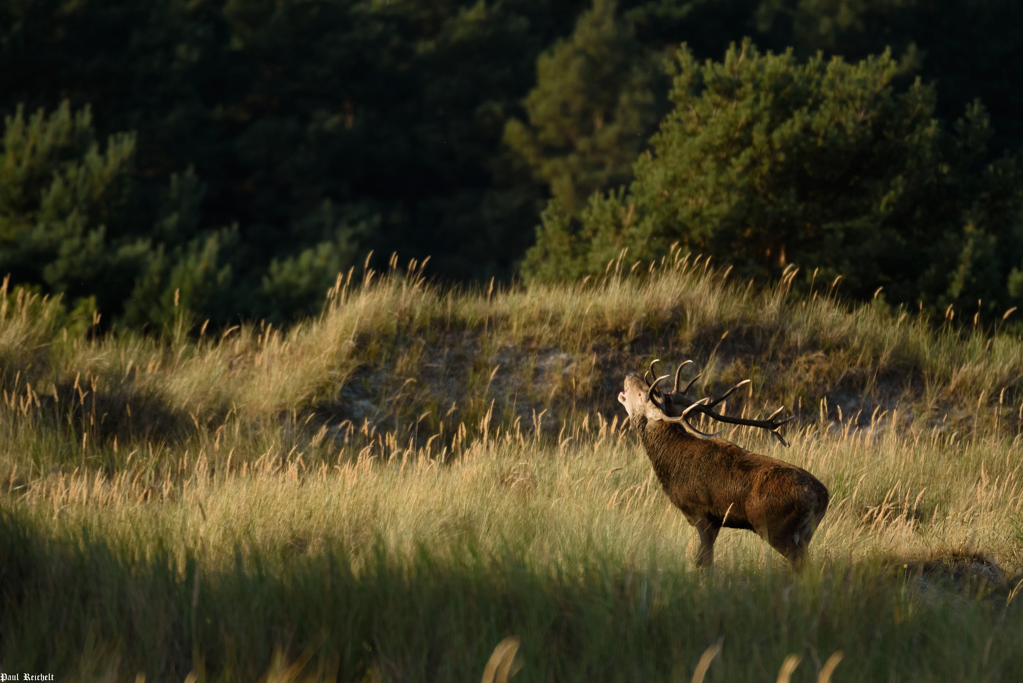 Sigma 150-600mm F5-6.3 DG OS HSM | S sample photo. Rotwildbrunft 2016 photography
