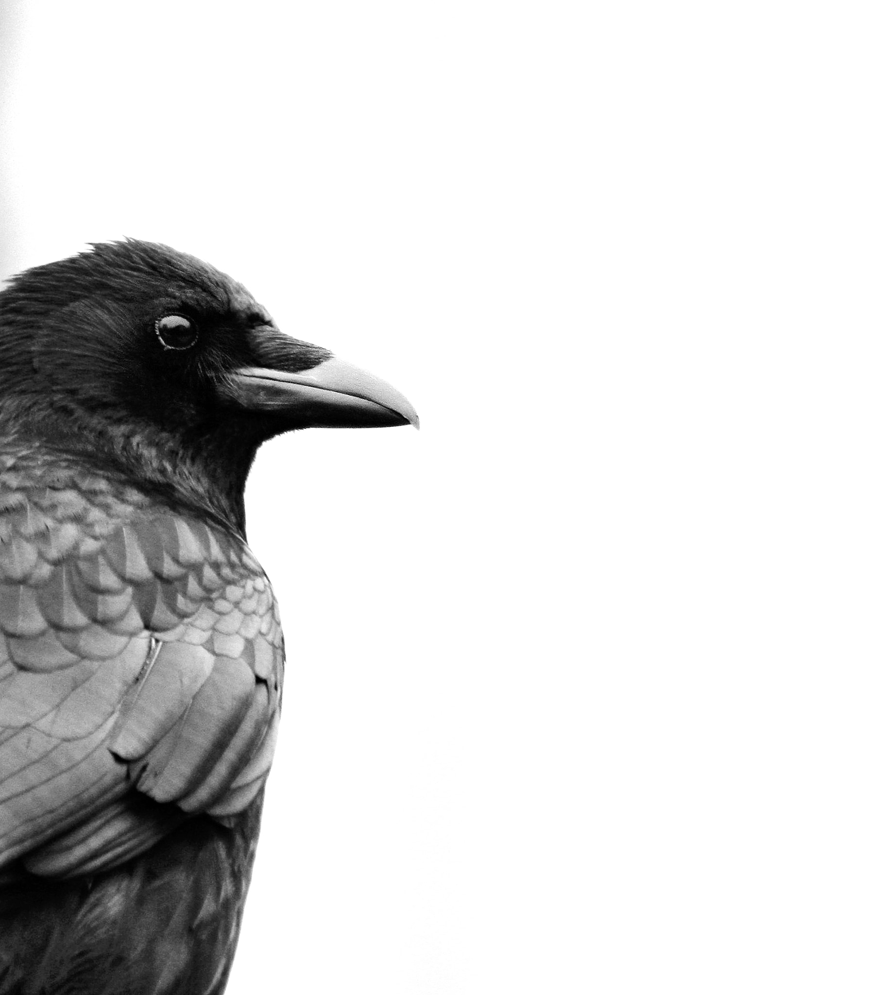Canon EOS 7D sample photo. Crow photography