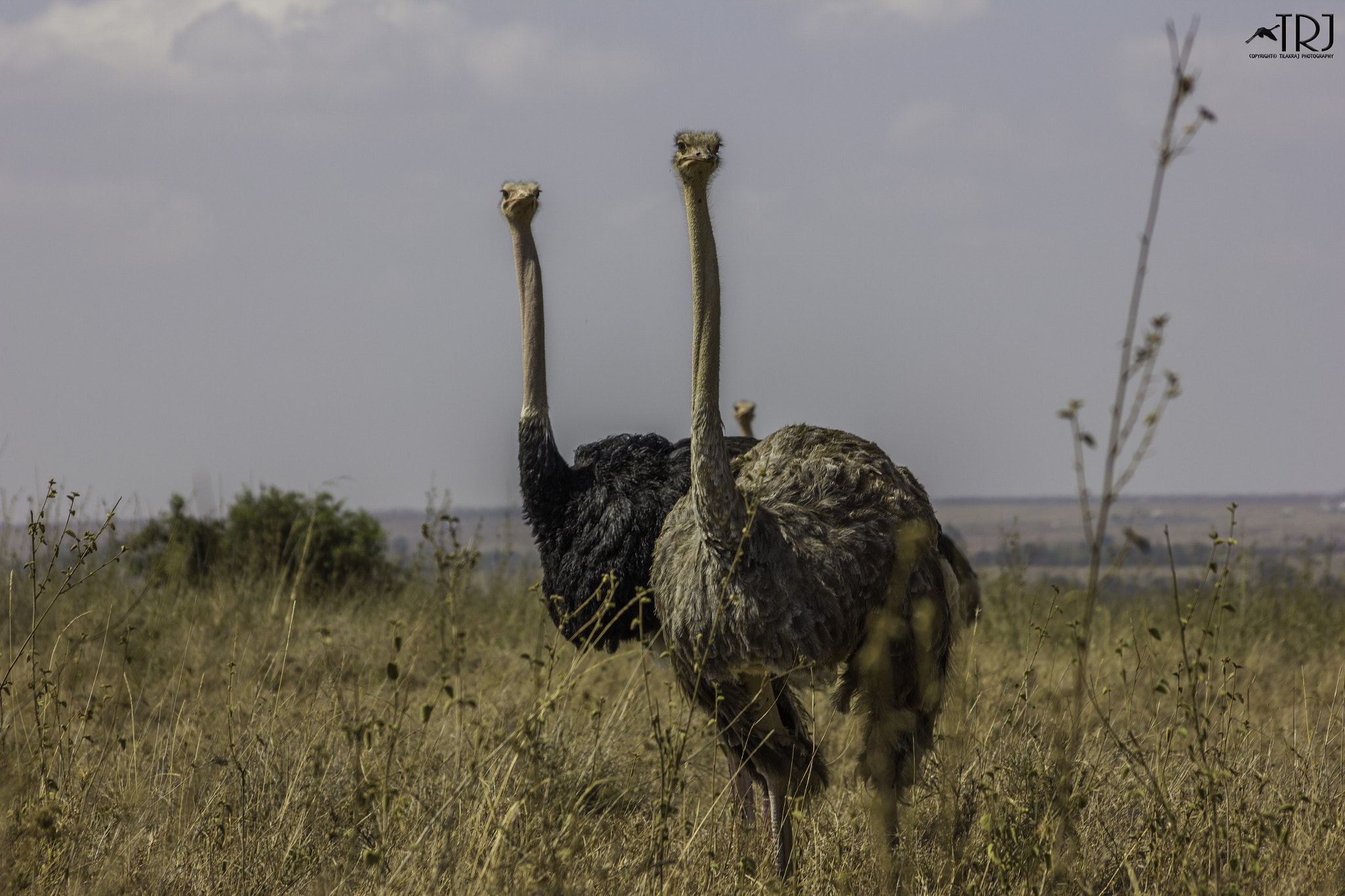 Canon EOS 550D (EOS Rebel T2i / EOS Kiss X4) + Sigma 50-200mm F4-5.6 DC OS HSM sample photo. Ostrich couple with a photobomb :) photography