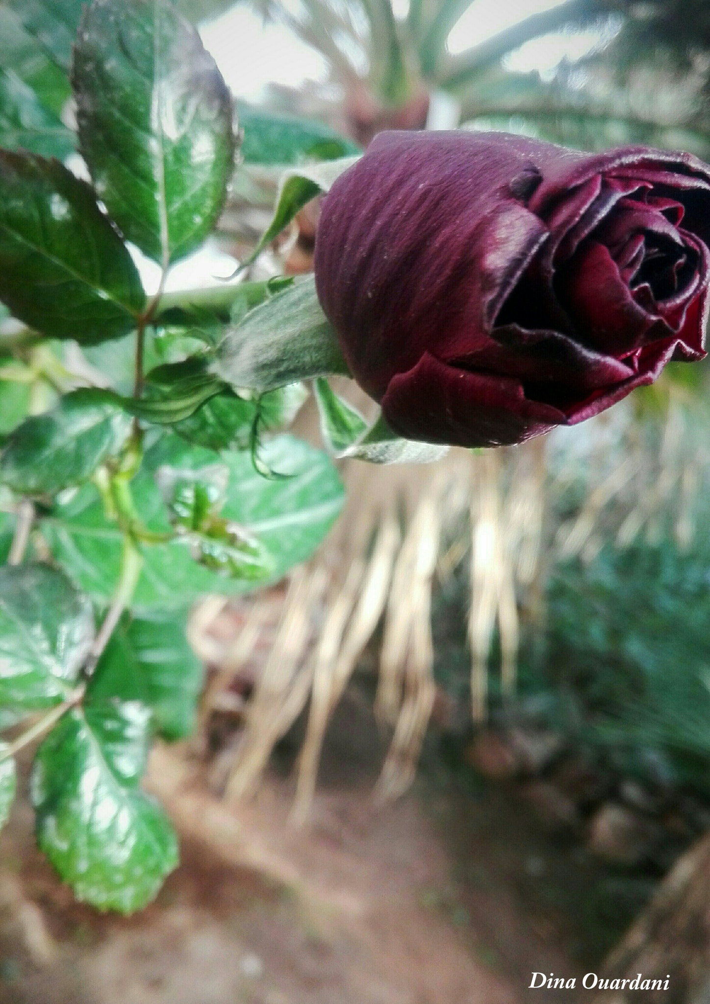 HUAWEI Cherry Mini sample photo