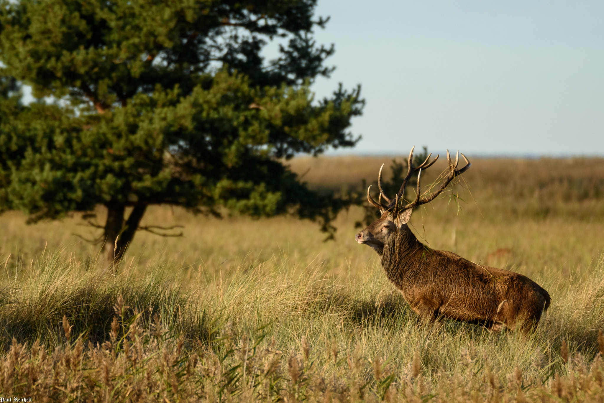 Sigma 150-600mm F5-6.3 DG OS HSM | S sample photo. Rotwildbrunft 2016 photography