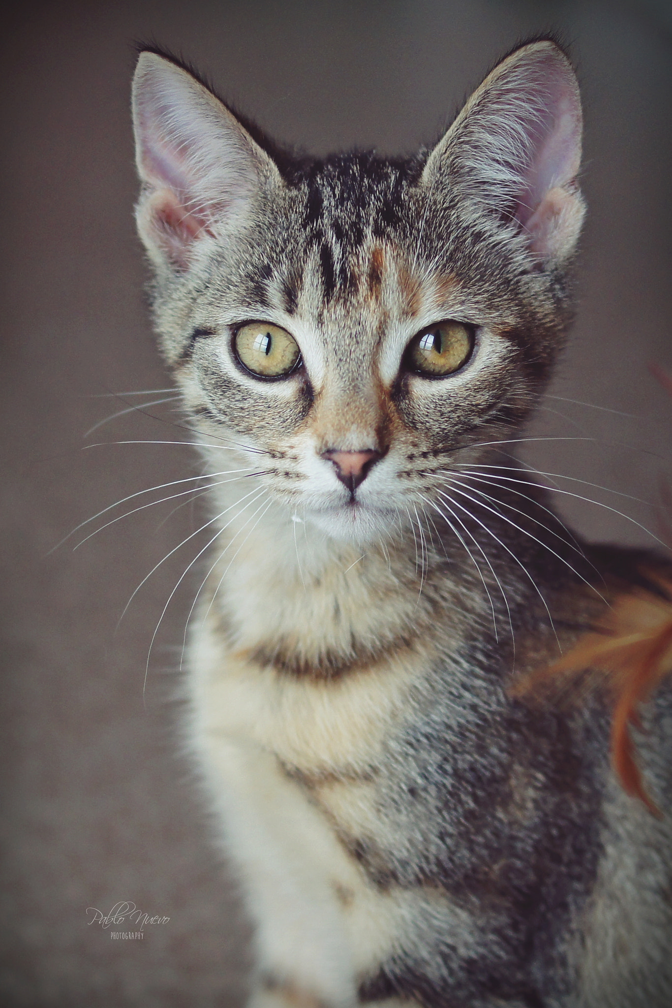 Sony DT 35mm F1.8 SAM sample photo. All about beauty. photography