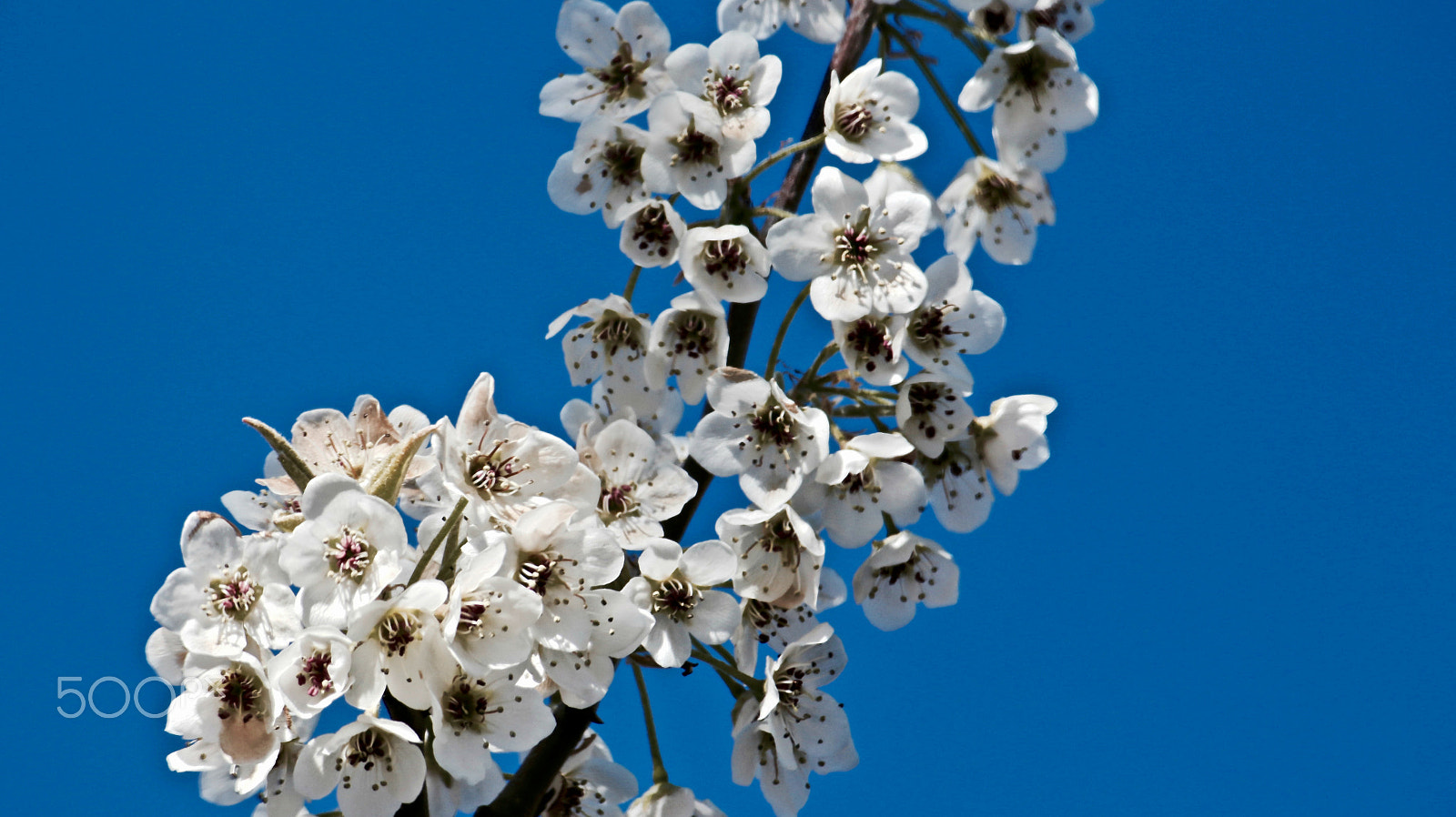 Canon EF-S 55-250mm F4-5.6 IS sample photo. The love of blossoms photography