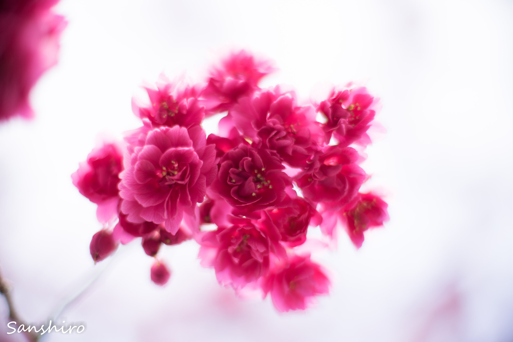Sony a7 II + Canon EF 50mm F1.4 USM sample photo. Untitled photography