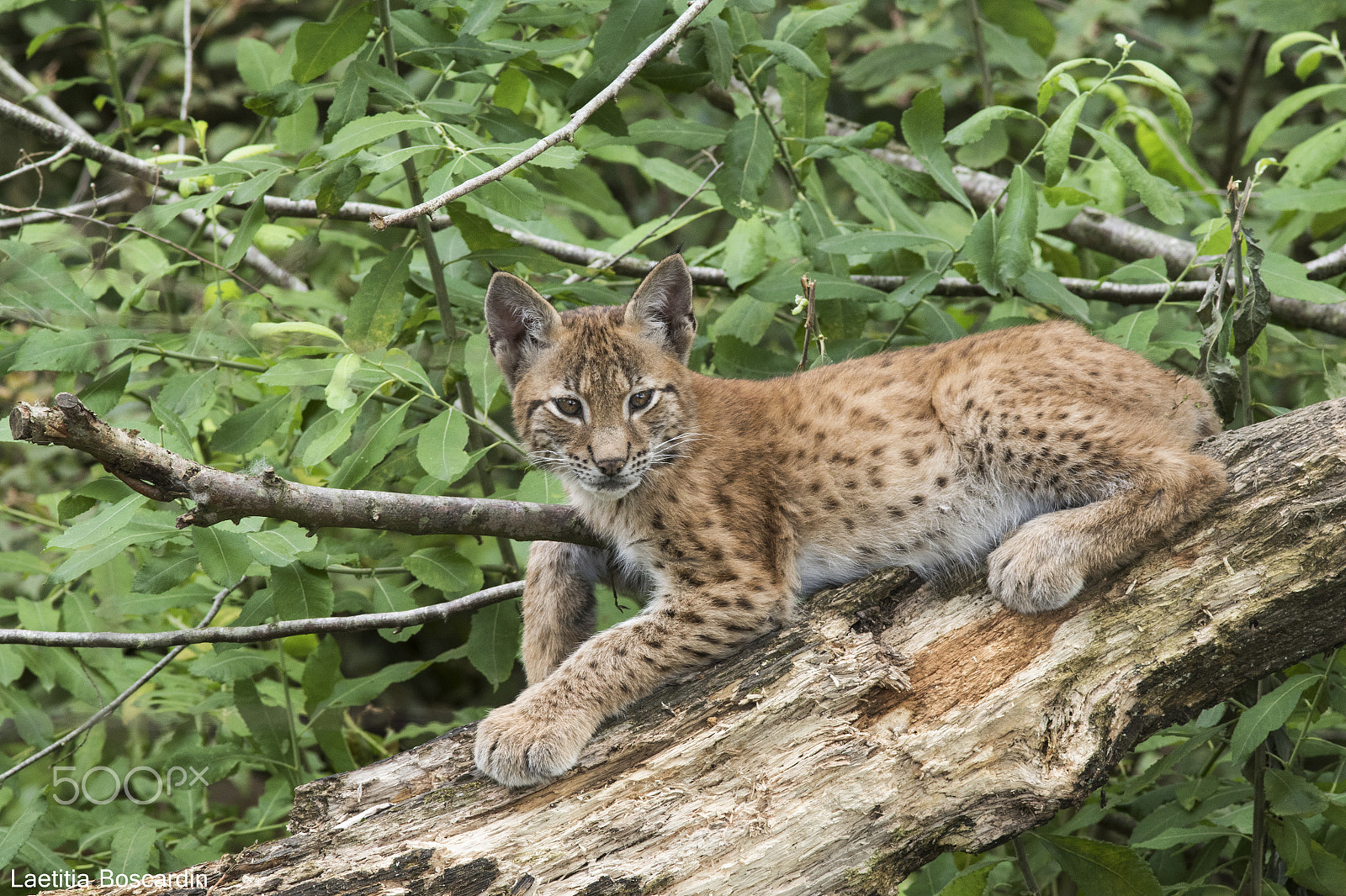 Canon EF 300mm F4L IS USM sample photo. Lynx ii photography
