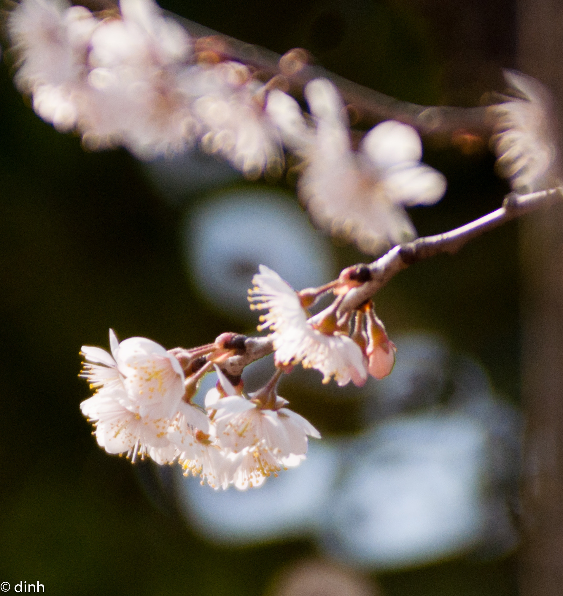 Nikon AF-Nikkor 80-200mm F2.8D ED sample photo. 白梅 photography