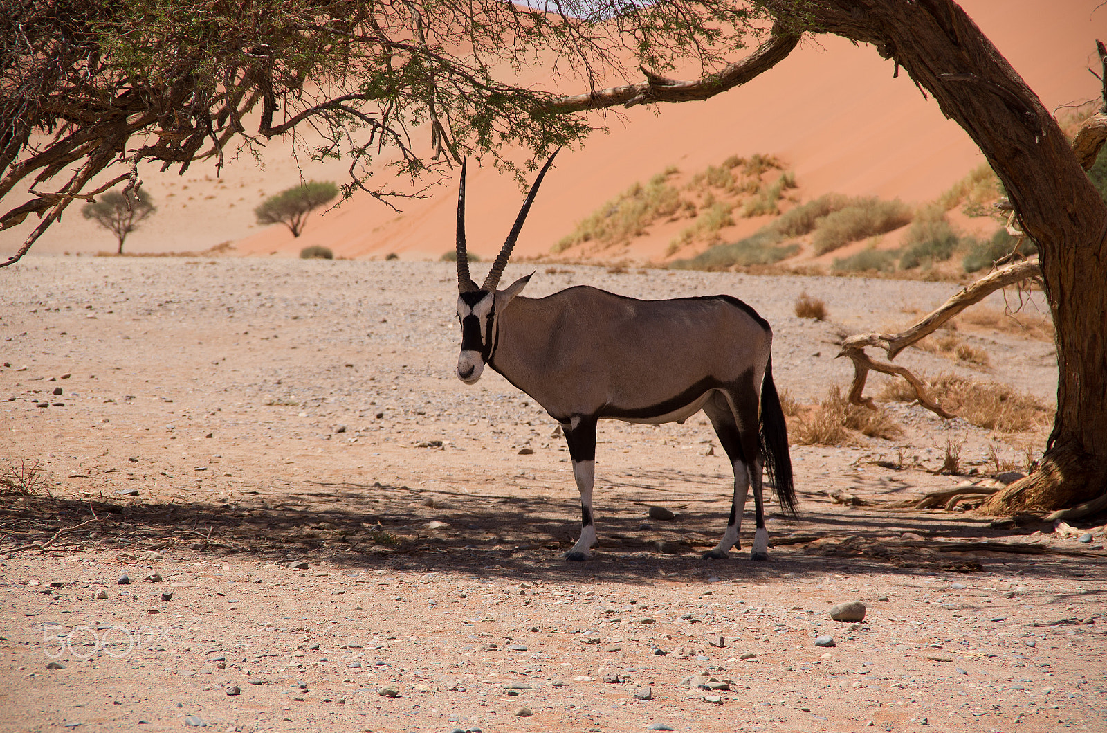 Pentax K-5 sample photo. Namibië photography