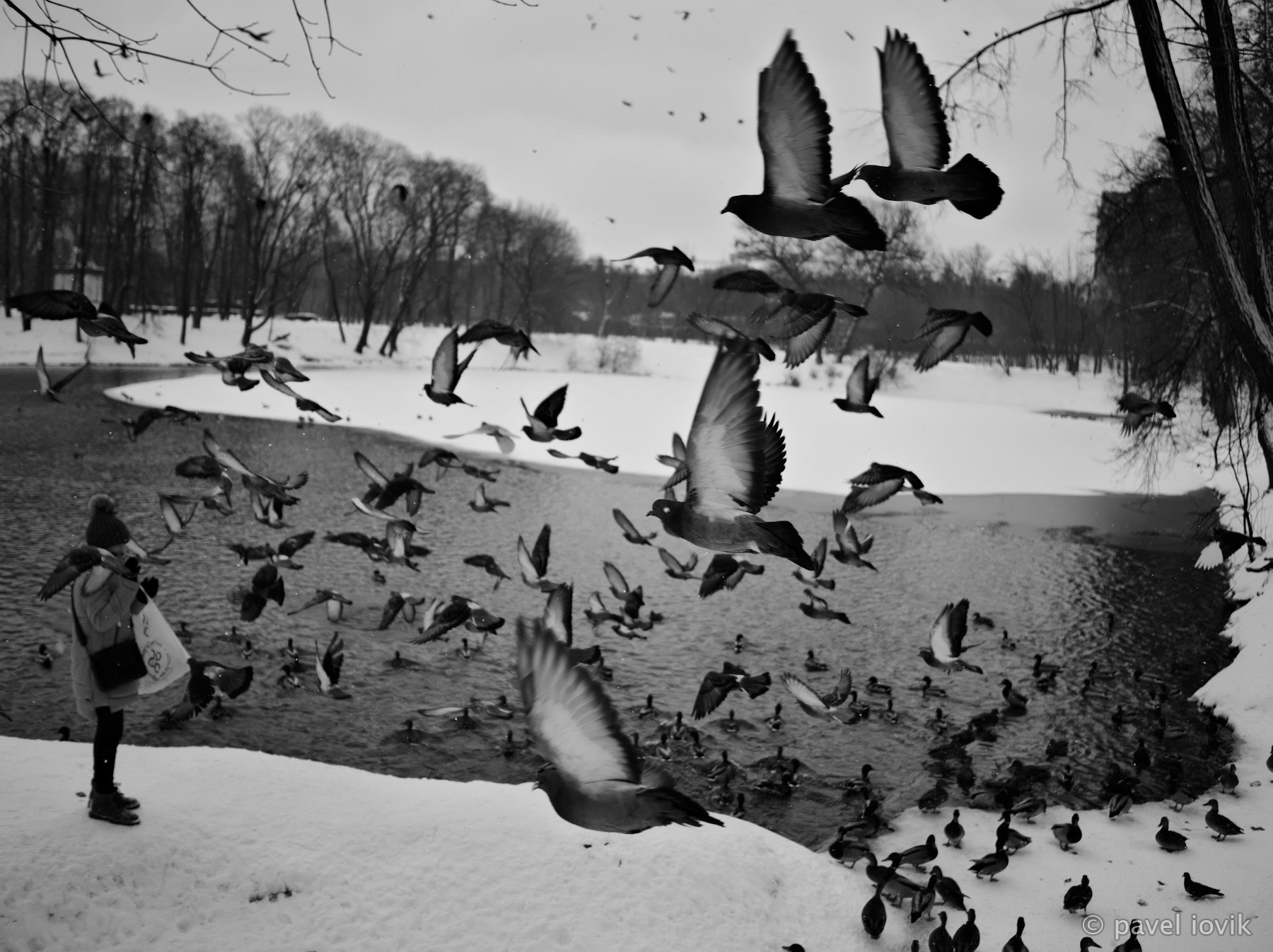 LEICA DG SUMMILUX 15/F1.7 sample photo. The girl feeding pigeons photography