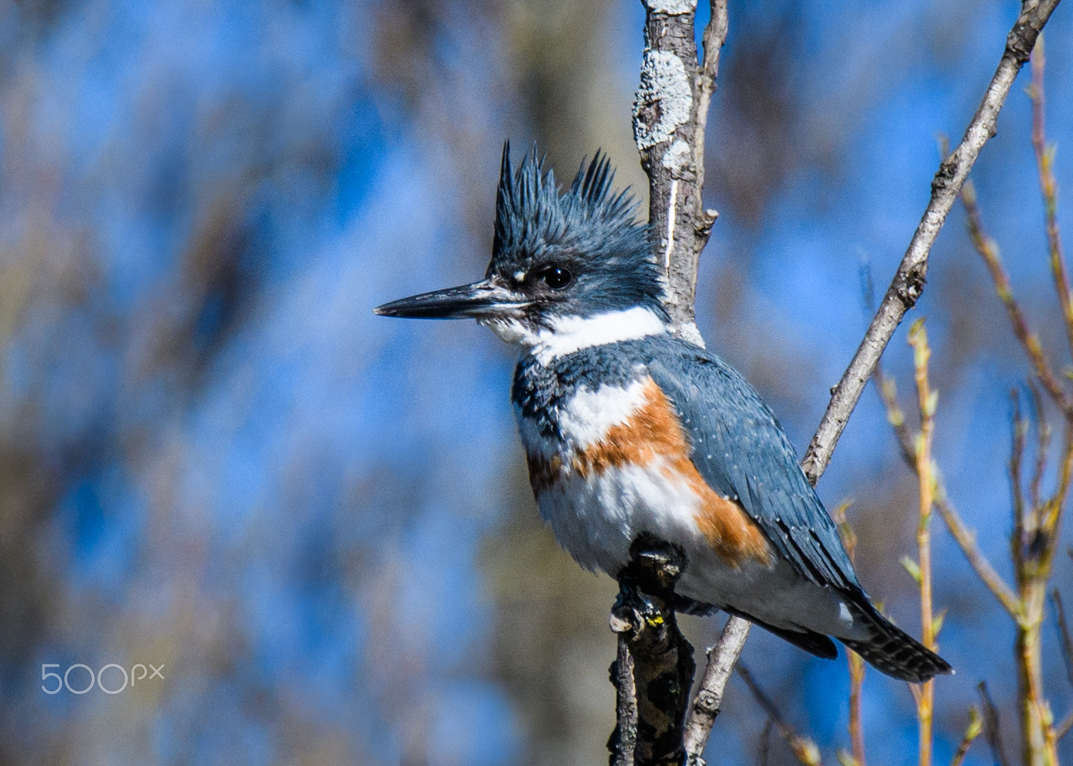 Nikon D500 sample photo. Belted kingfisher photography