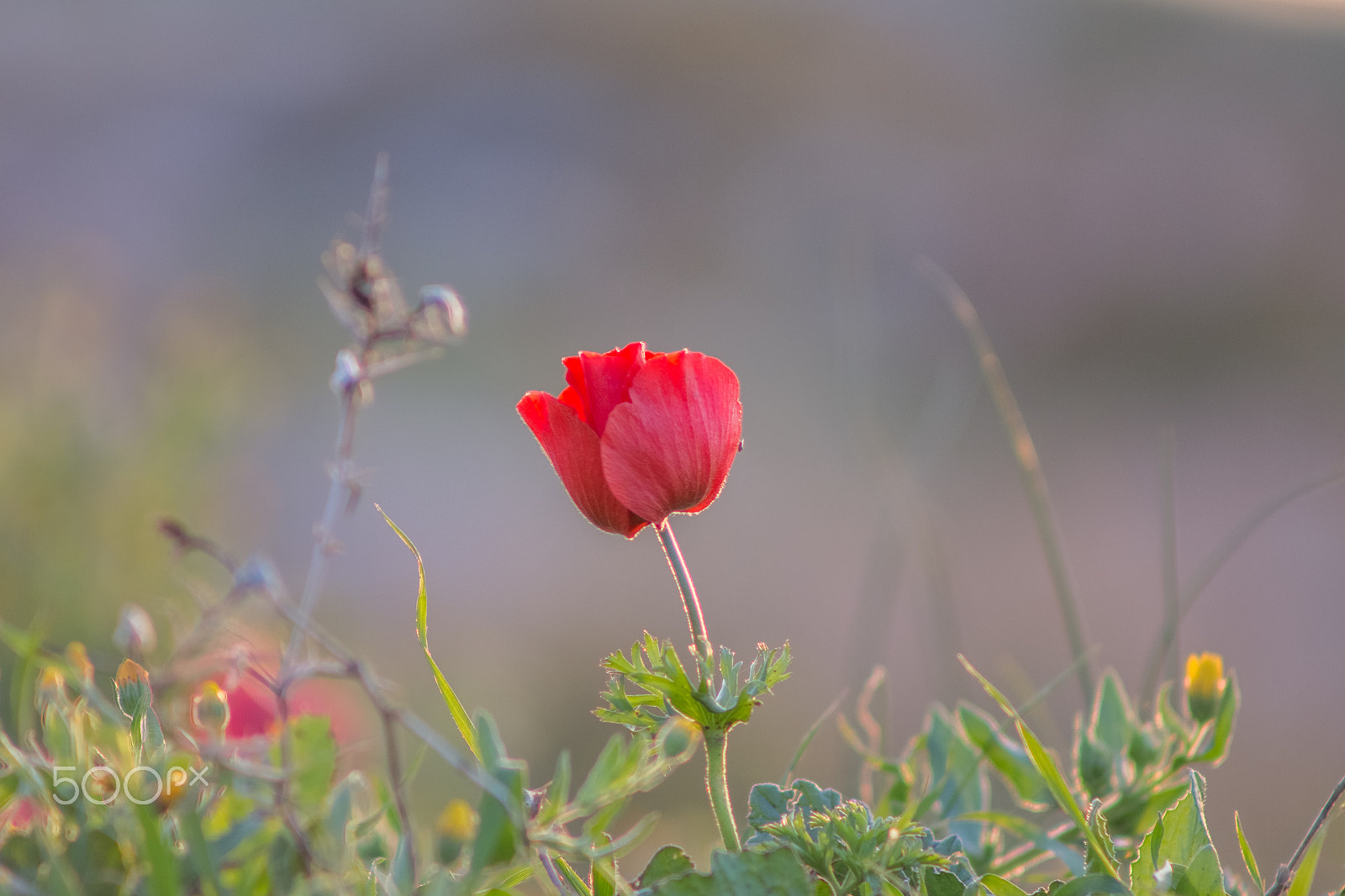 Canon EF 75-300mm f/4-5.6 USM sample photo. Poppy anemon photography