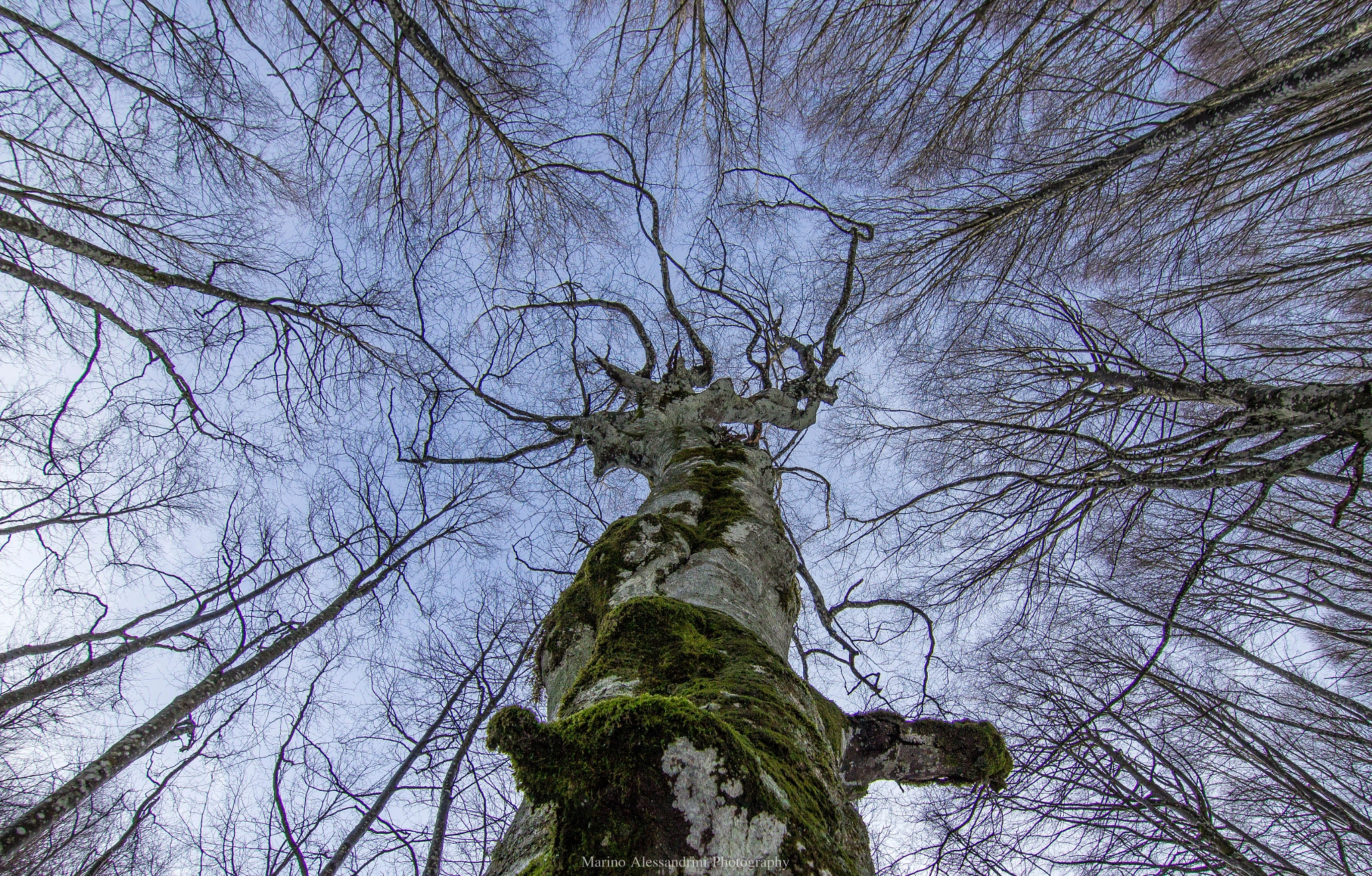 Canon EOS 1200D (EOS Rebel T5 / EOS Kiss X70 / EOS Hi) sample photo. Old tree photography