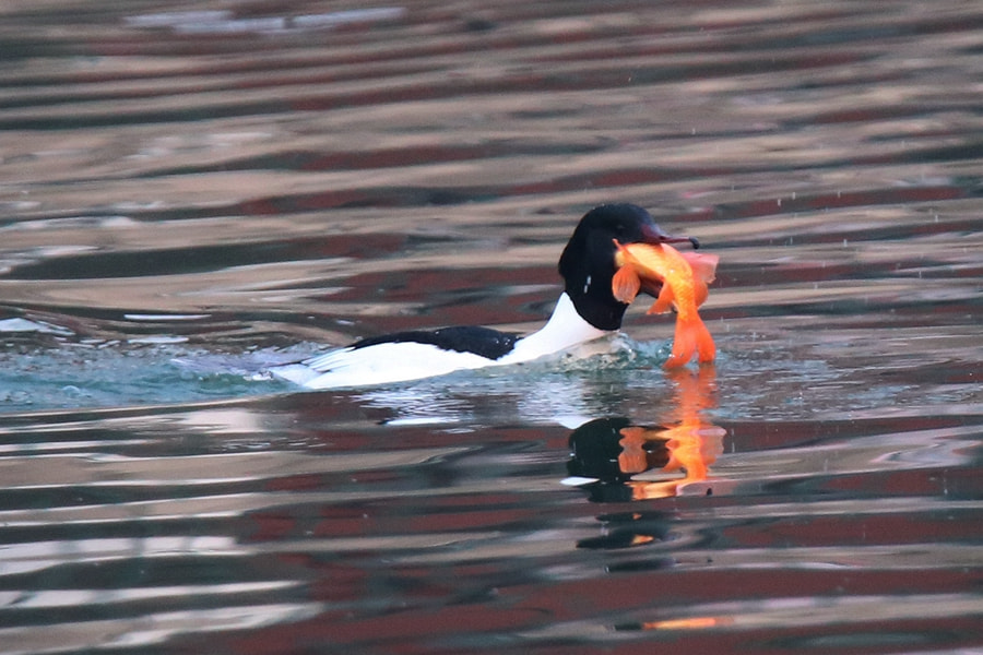 Tamron SP 150-600mm F5-6.3 Di VC USD sample photo. 秋沙鸭吞红鱼 photography